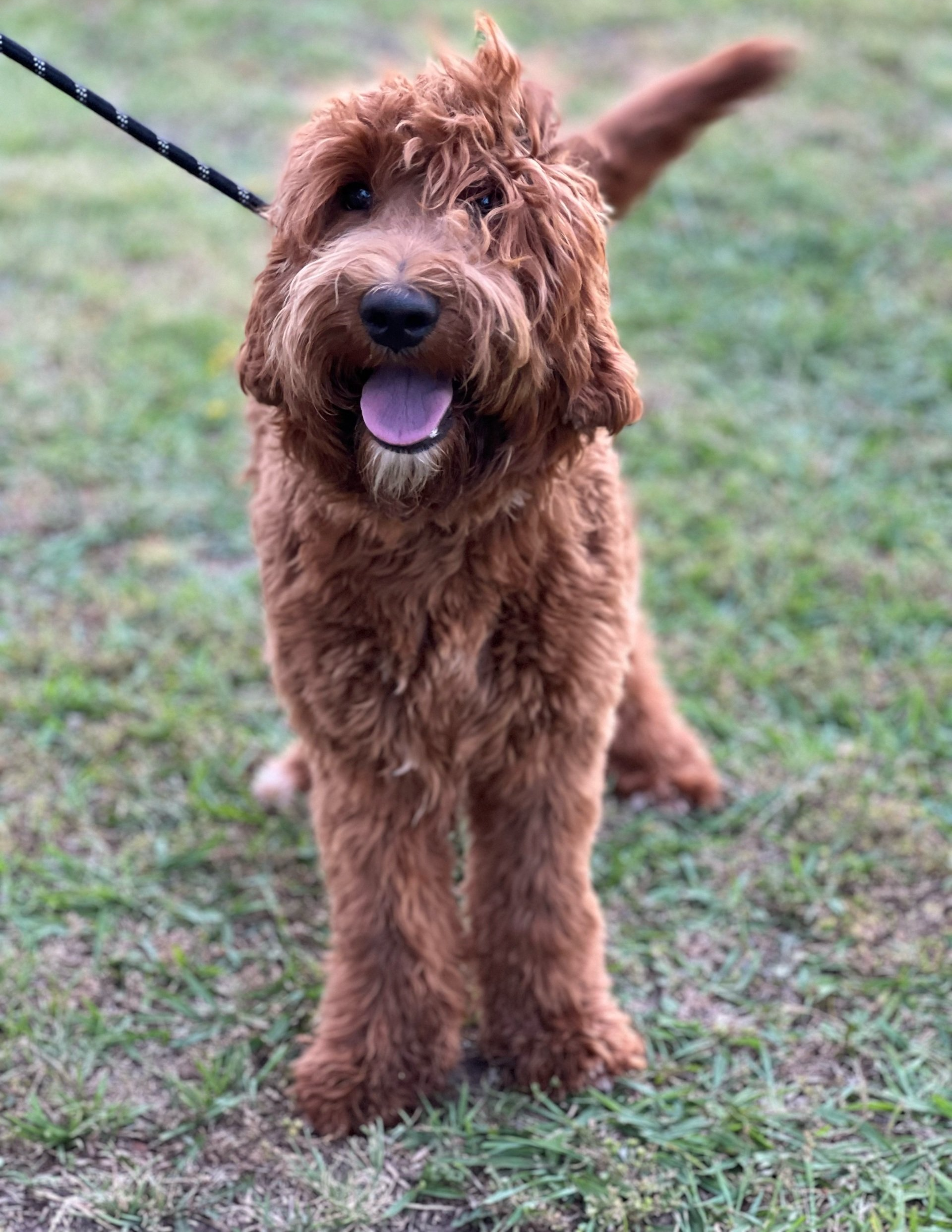 Sire:Gumbo Sire:Gumbo