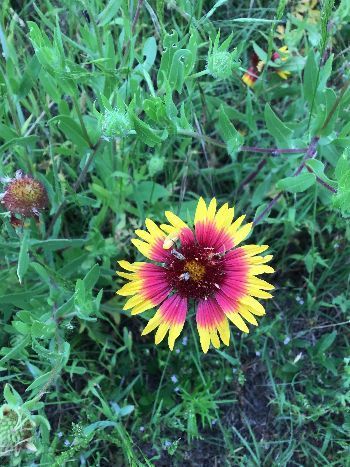 flower