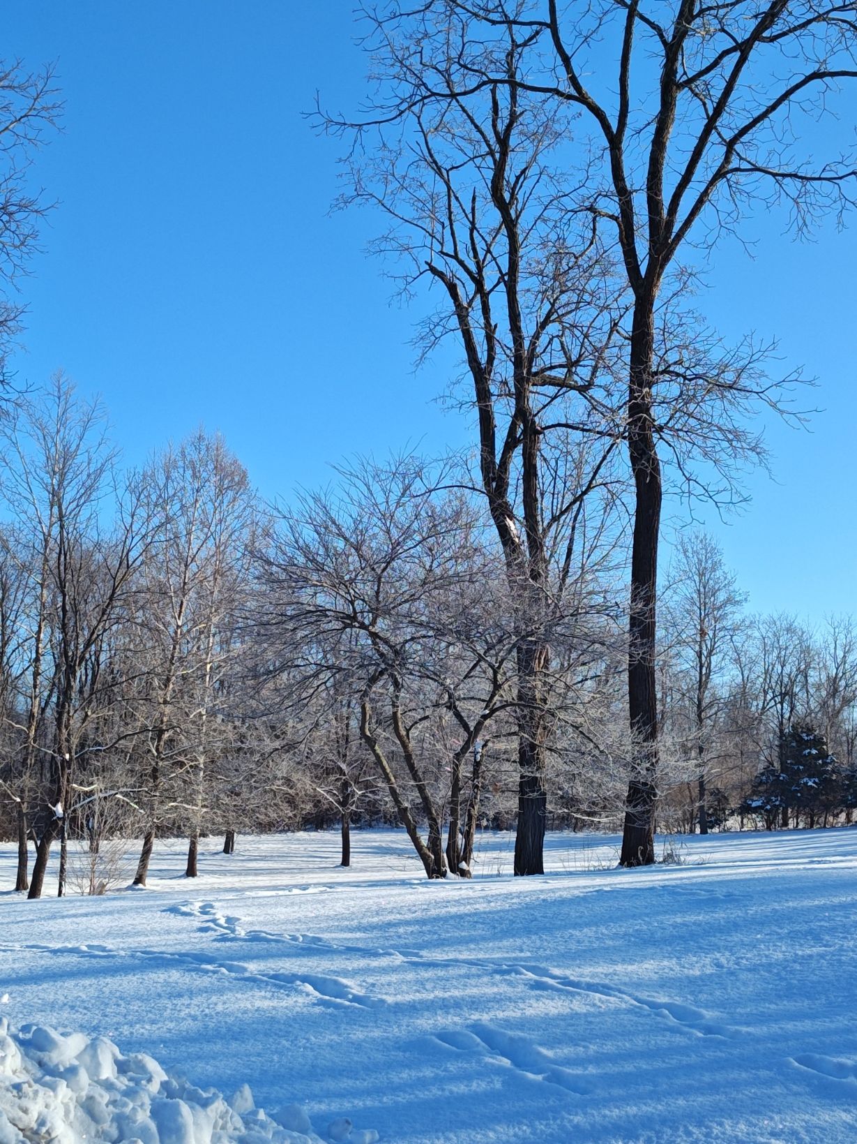 Snowy park scene with bare trees against a bright blue sky. Footprints in the snow.