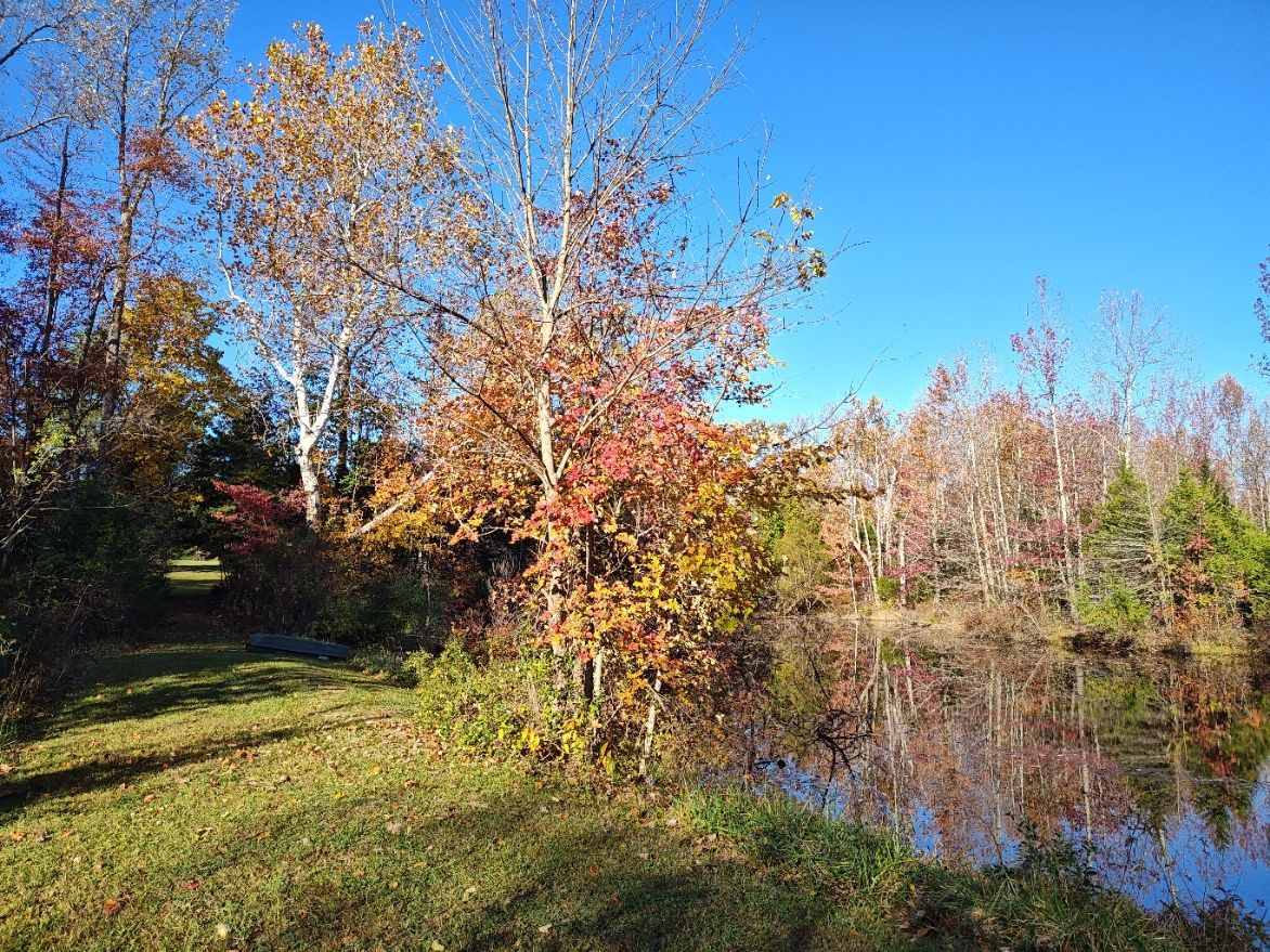 Autumn trees with colorful leaves line a pond under a clear blue sky.