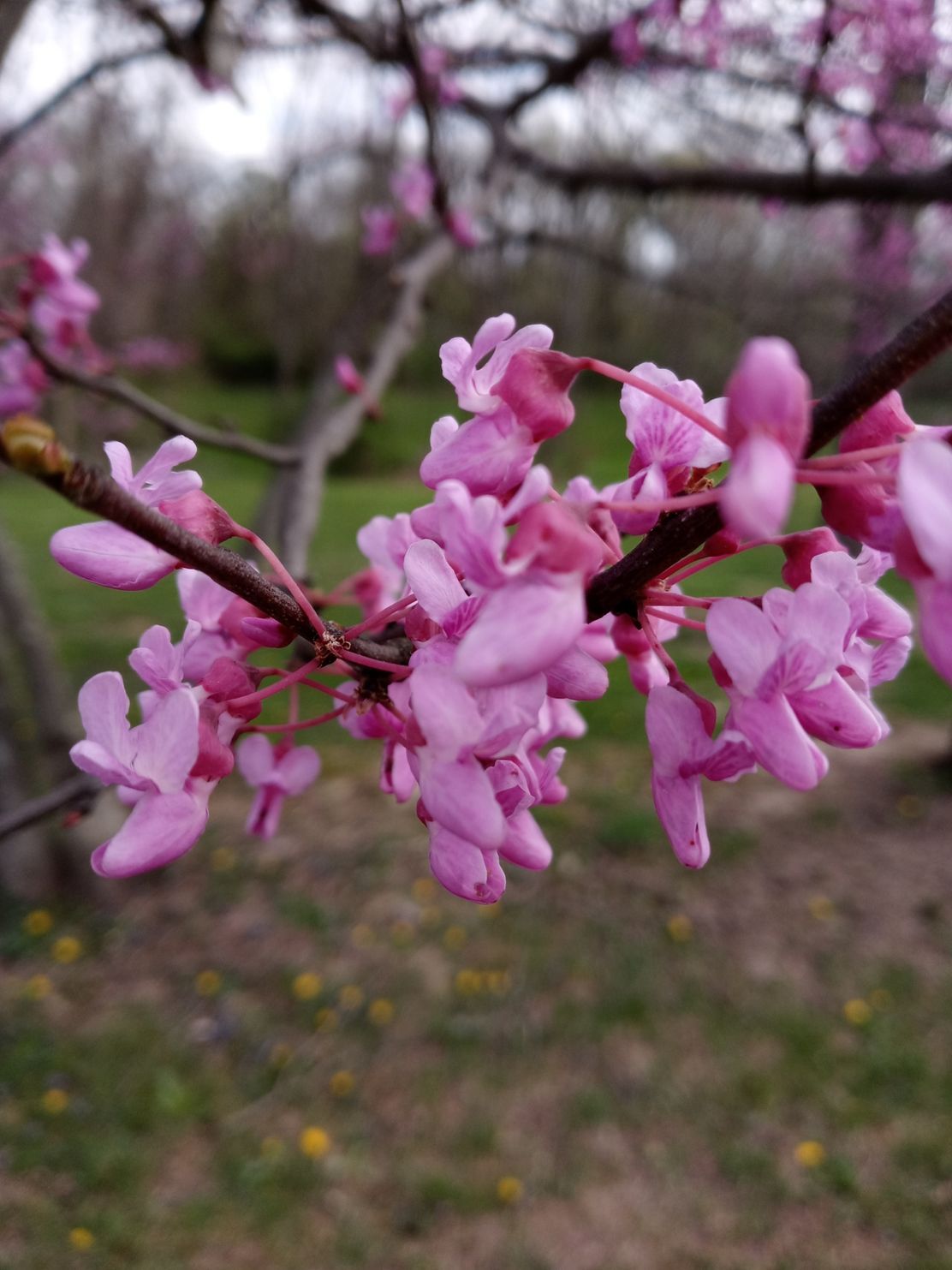 Pink flowers blooming on a tree branch against a blurred green and brown background.
