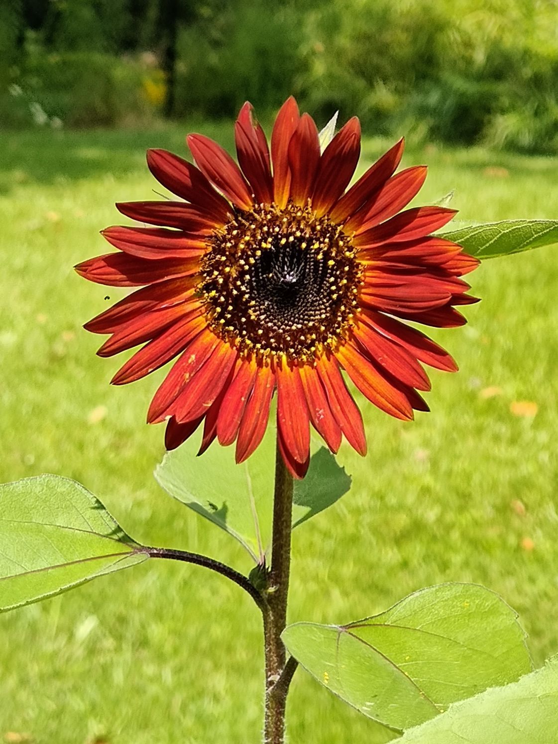 Red sunflower in full bloom, with a dark center, on a green stem, in front of a green background.