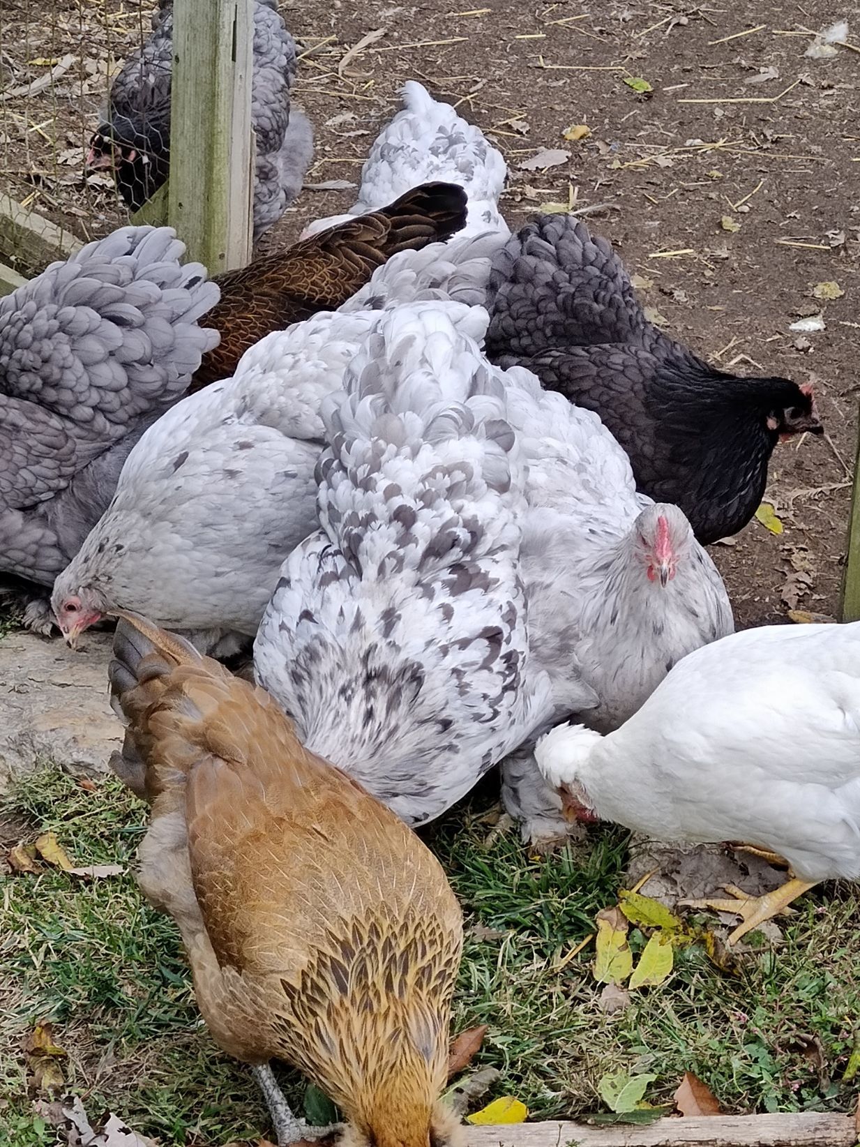 Flock of fluffy chickens of various colors pecking at ground, outdoors.