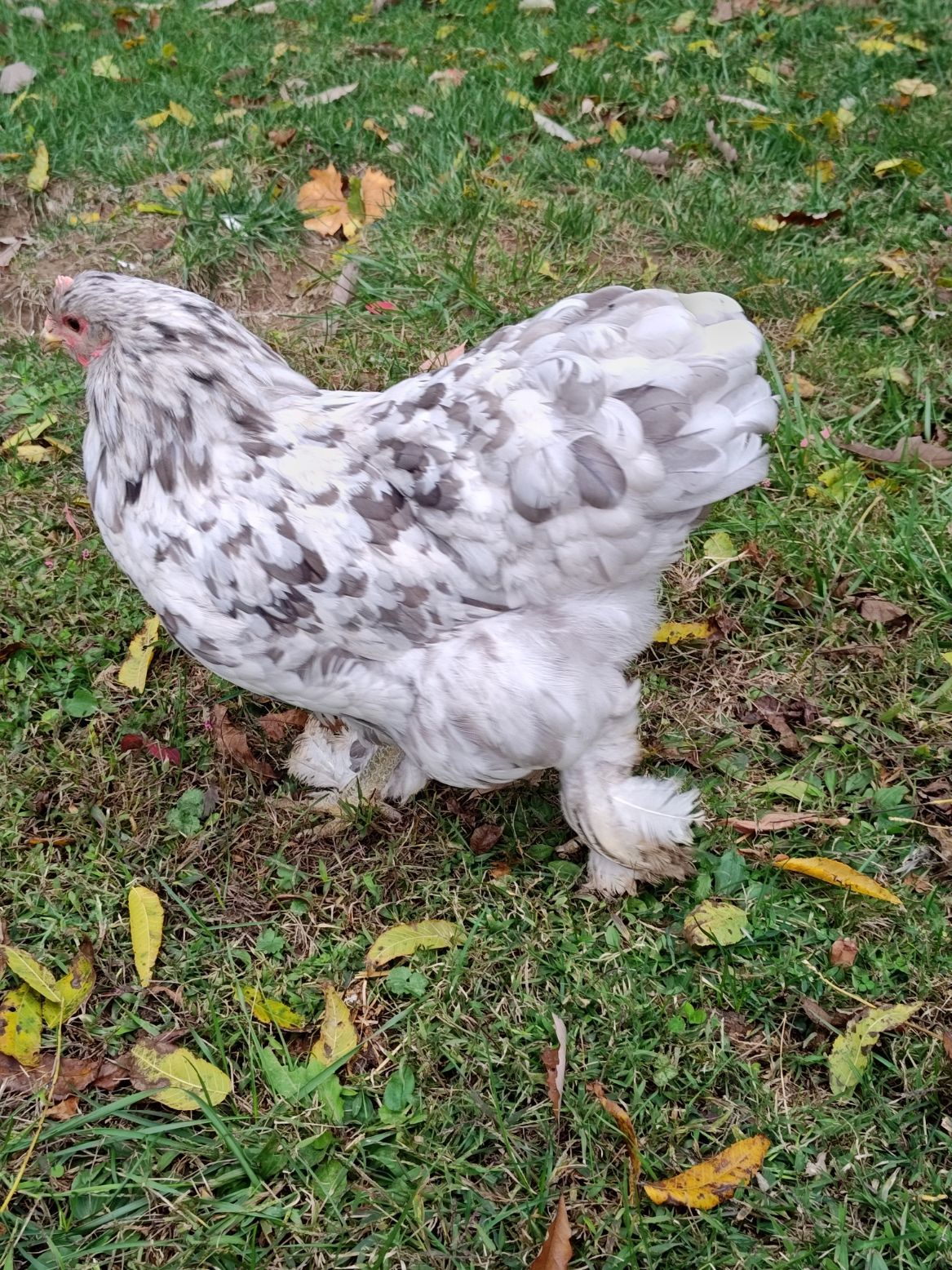 White and gray speckled chicken with feathered legs standing on grass.