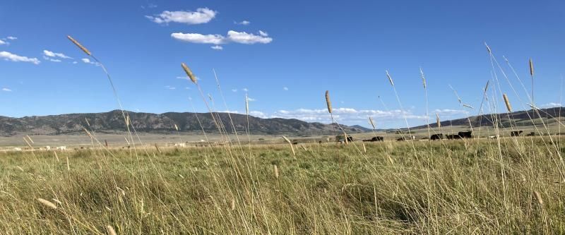 field