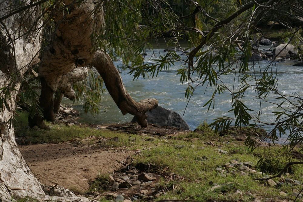 A Tree Trunk Is Growing Out Of The Ground Next To A River — SureLift Crane Hire In Collinsville, QLD