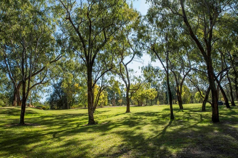 A Park With Lots Of Trees And Grass On A Sunny Day — SureLift Crane Hire In Emerald, QLD