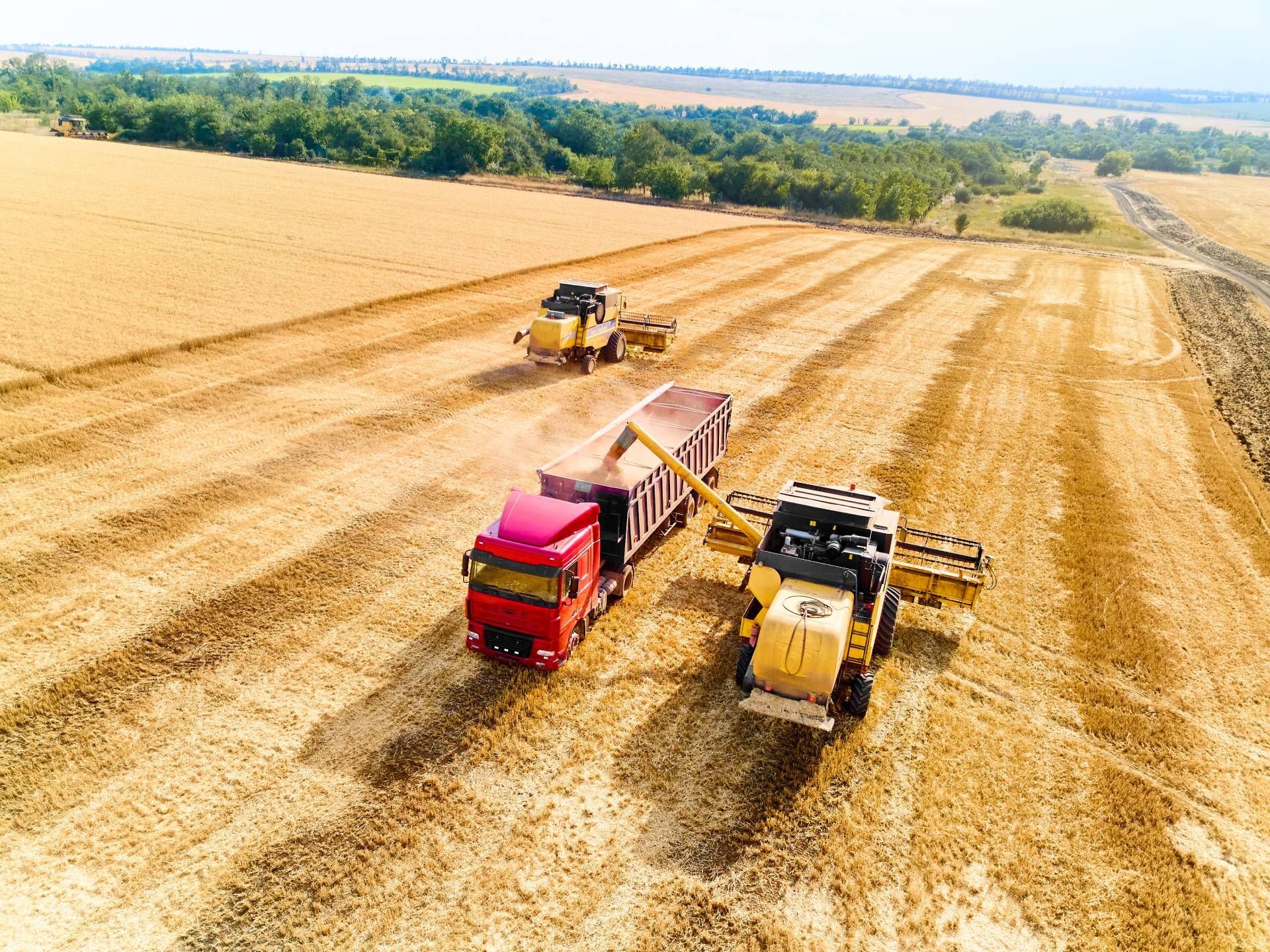 Mietitrebbia che scarica il grano su un camion rosso in un campo.