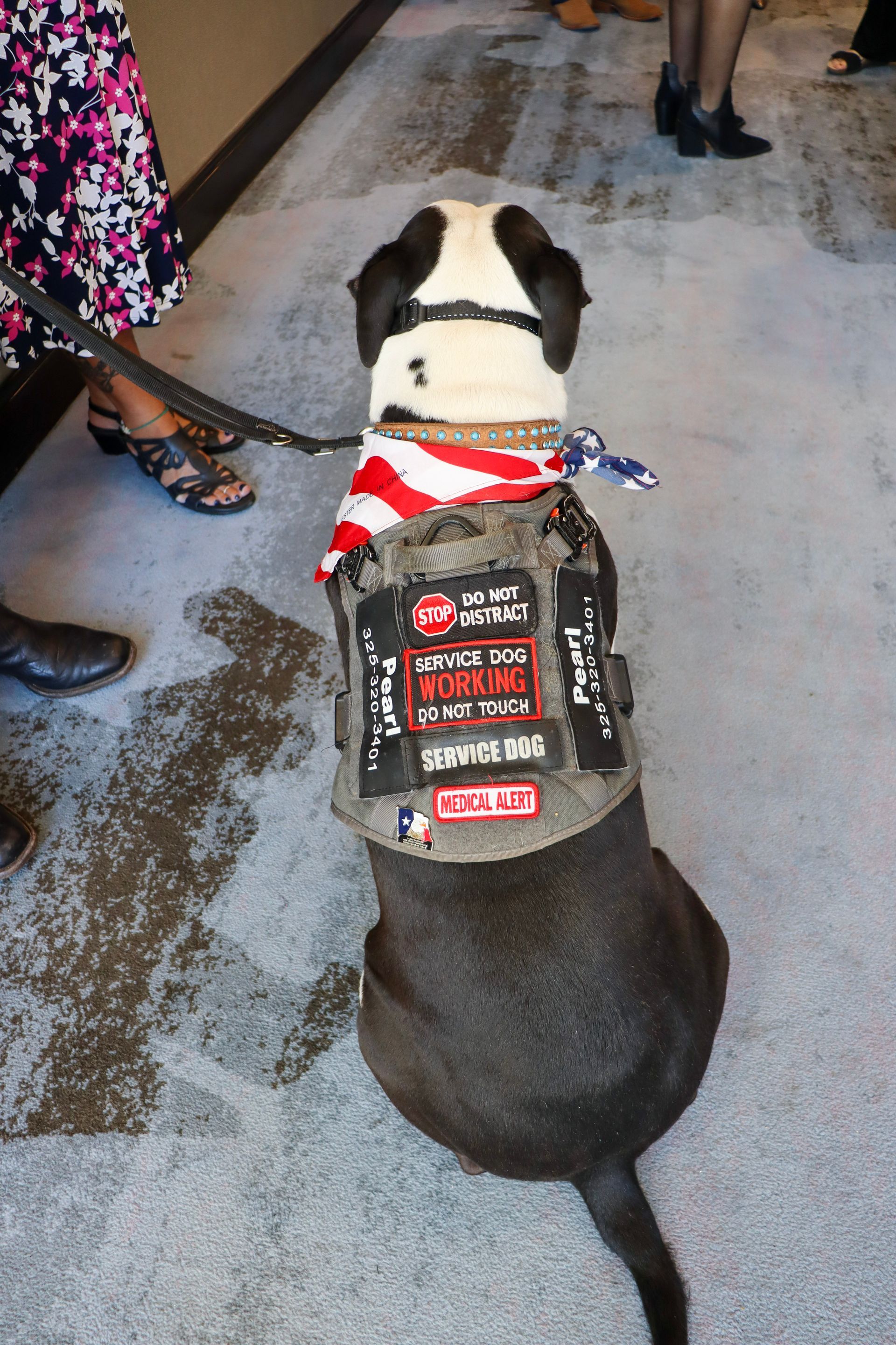 A service dog wearing an American flag bandana and a black vest with patches sits on a carpeted floor.
