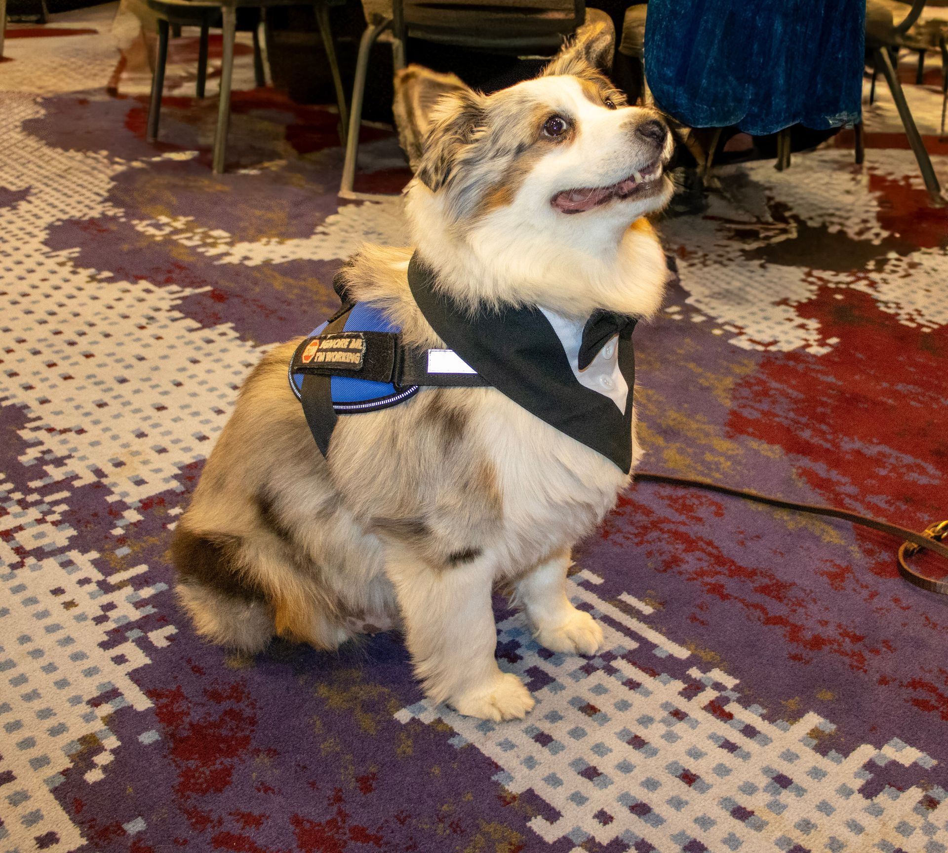 A Corgi wearing a black tuxedo-style bandana and a blue service harness sits on a patterned carpet.