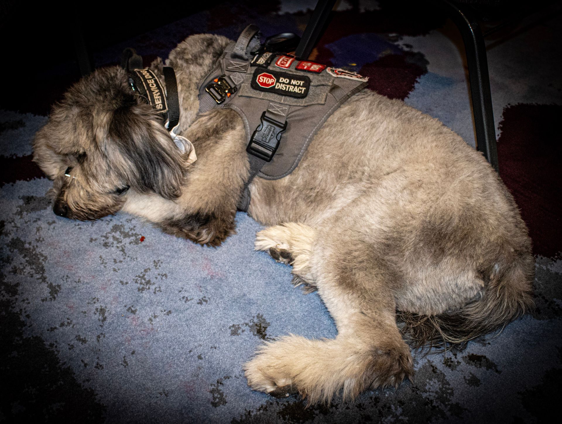 A small, fluffy, gray dog wearing a tactical service vest lies resting on a blue carpet.