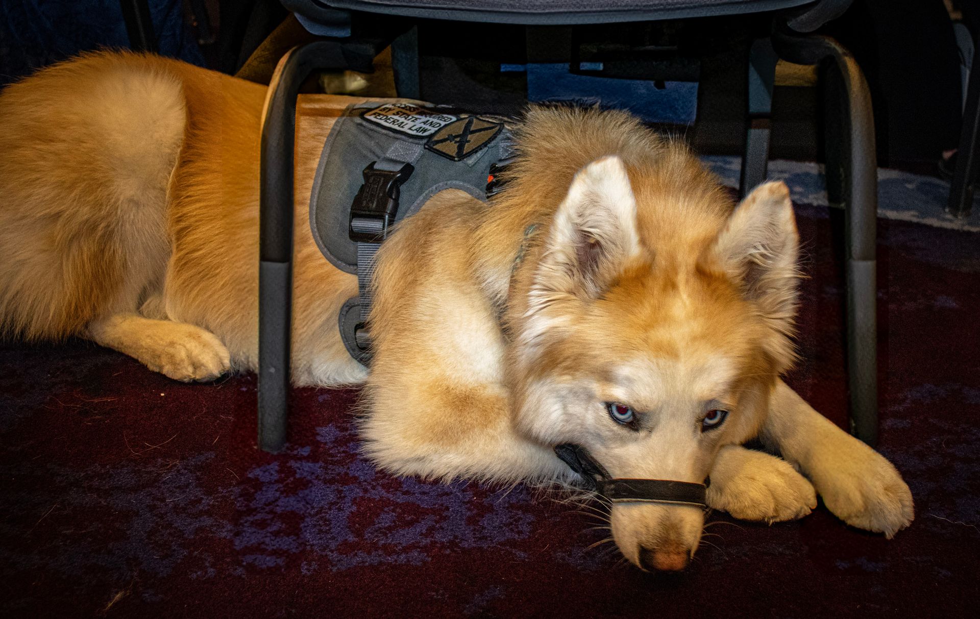 A light-colored husky wearing a harness and head halter, resting on a dark carpet under the legs of a chair.