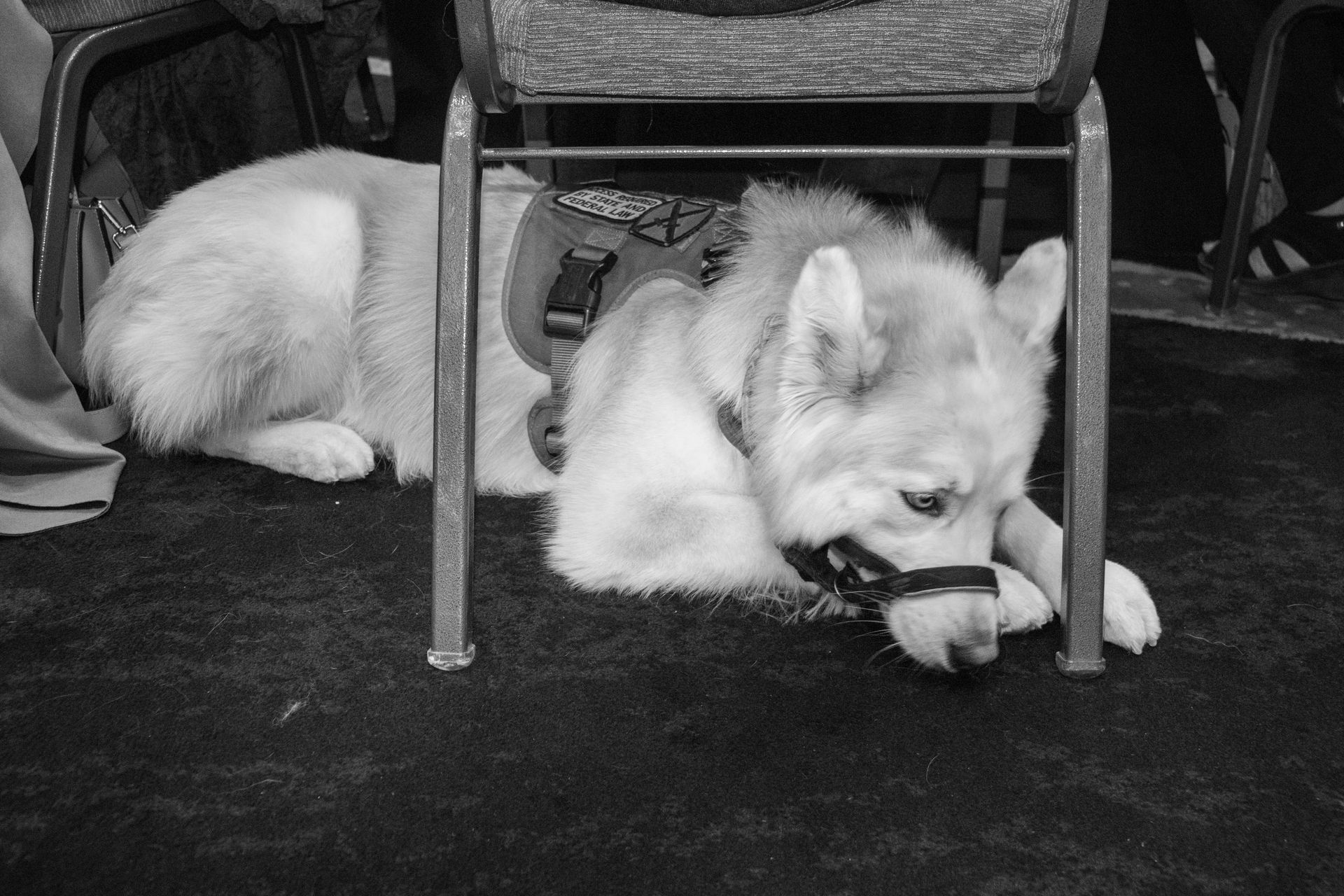 A service dog in a harness lying on a black carpet under a chair.