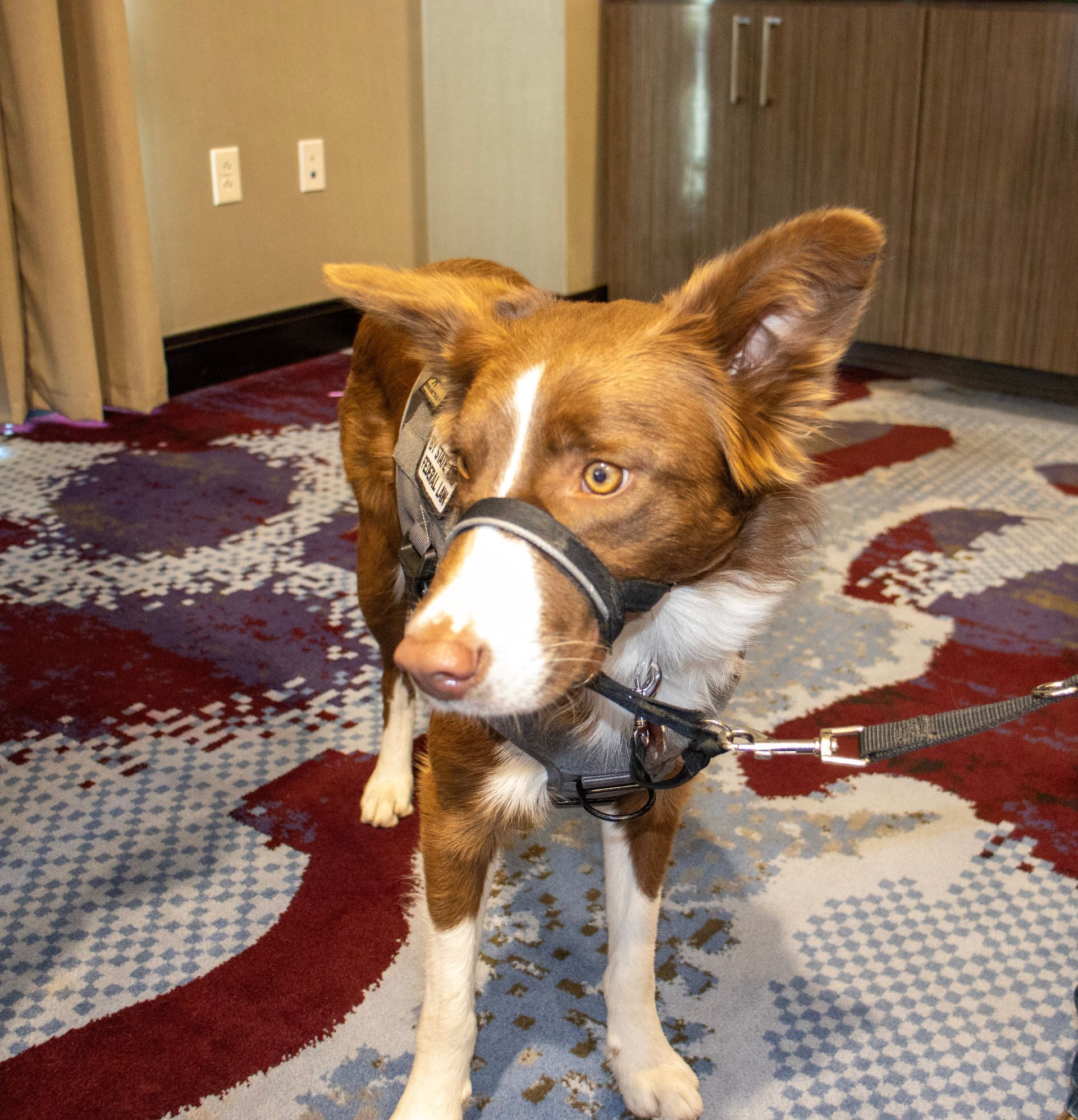 A brown and white dog wearing a head halter and harness stands on a patterned carpet in a room with light-colored walls.