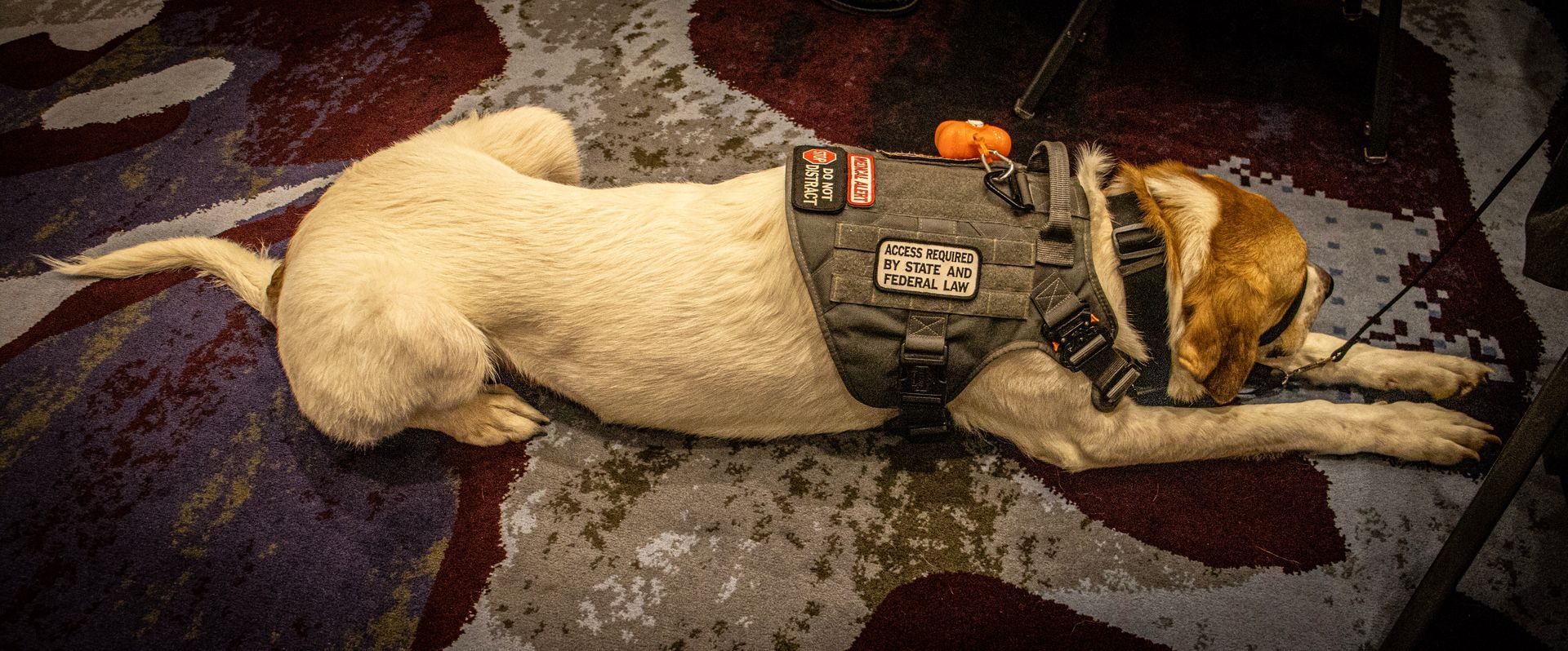 A light-colored dog in a tactical vest lying flat on a patterned carpet.