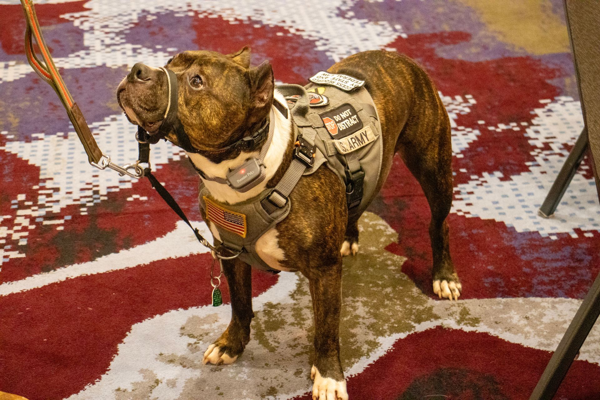 A brindle, medium-sized dog in a tan tactical harness and a head halter stands on a patterned, multi-colored carpet.