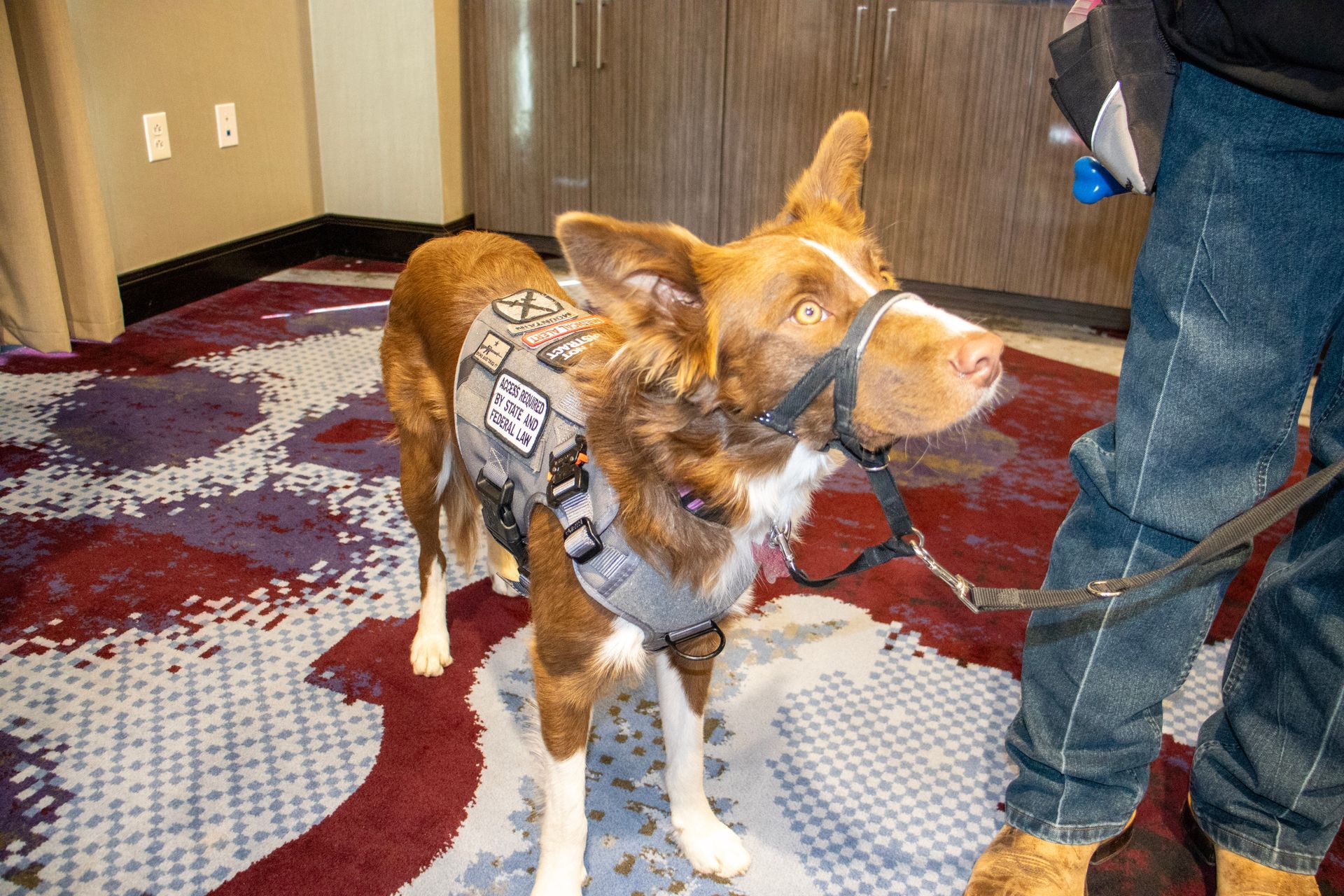 A tan and white dog in a service vest and head halter stands on a patterned carpet next to a person in jeans.