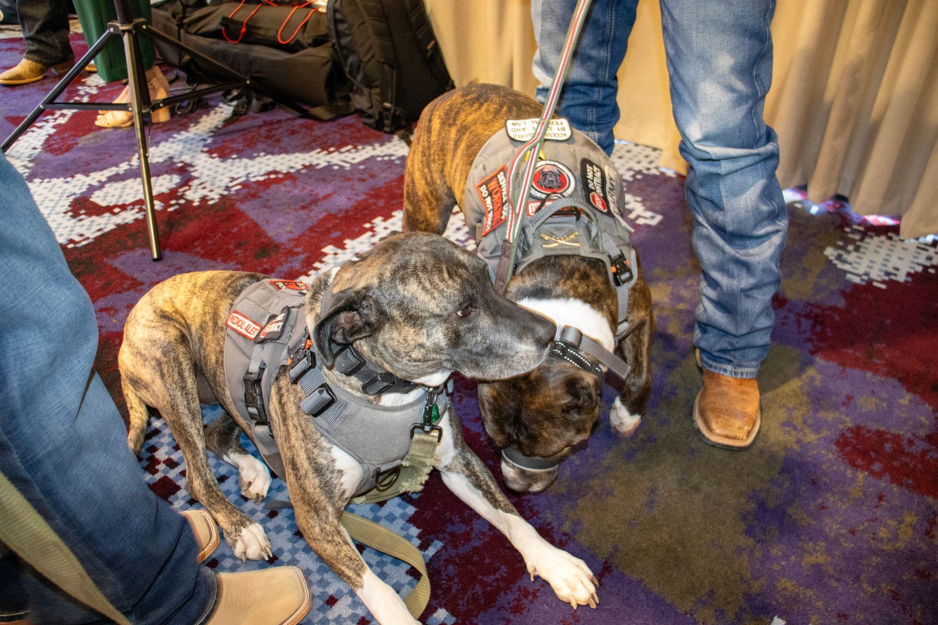 Two brindle dogs in tactical harnesses stand on a patterned carpet near the legs of people wearing blue jeans.