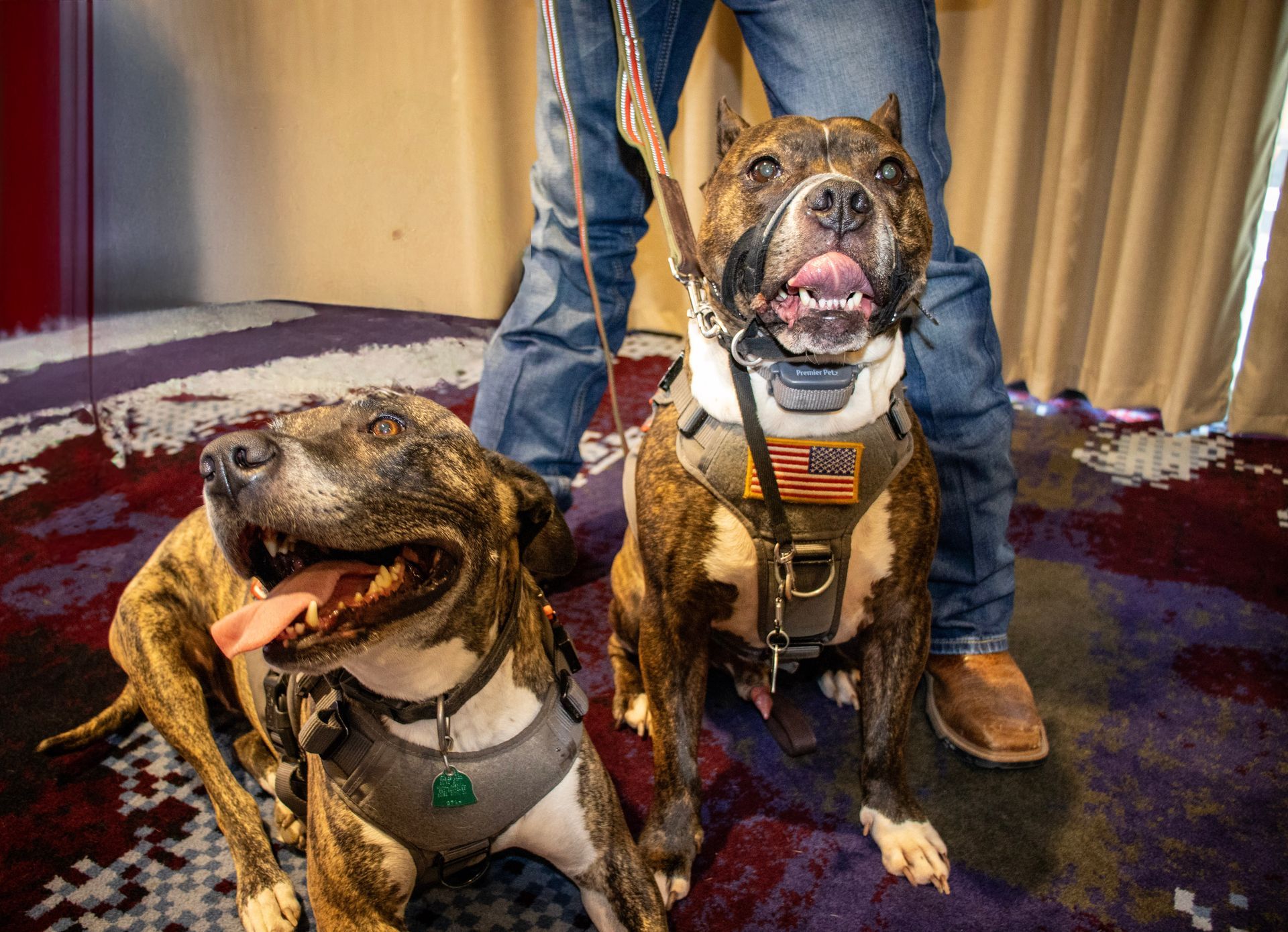 Two brindle dogs with harnesses and leashes standing on a patterned carpet next to someone in jeans and boots.
