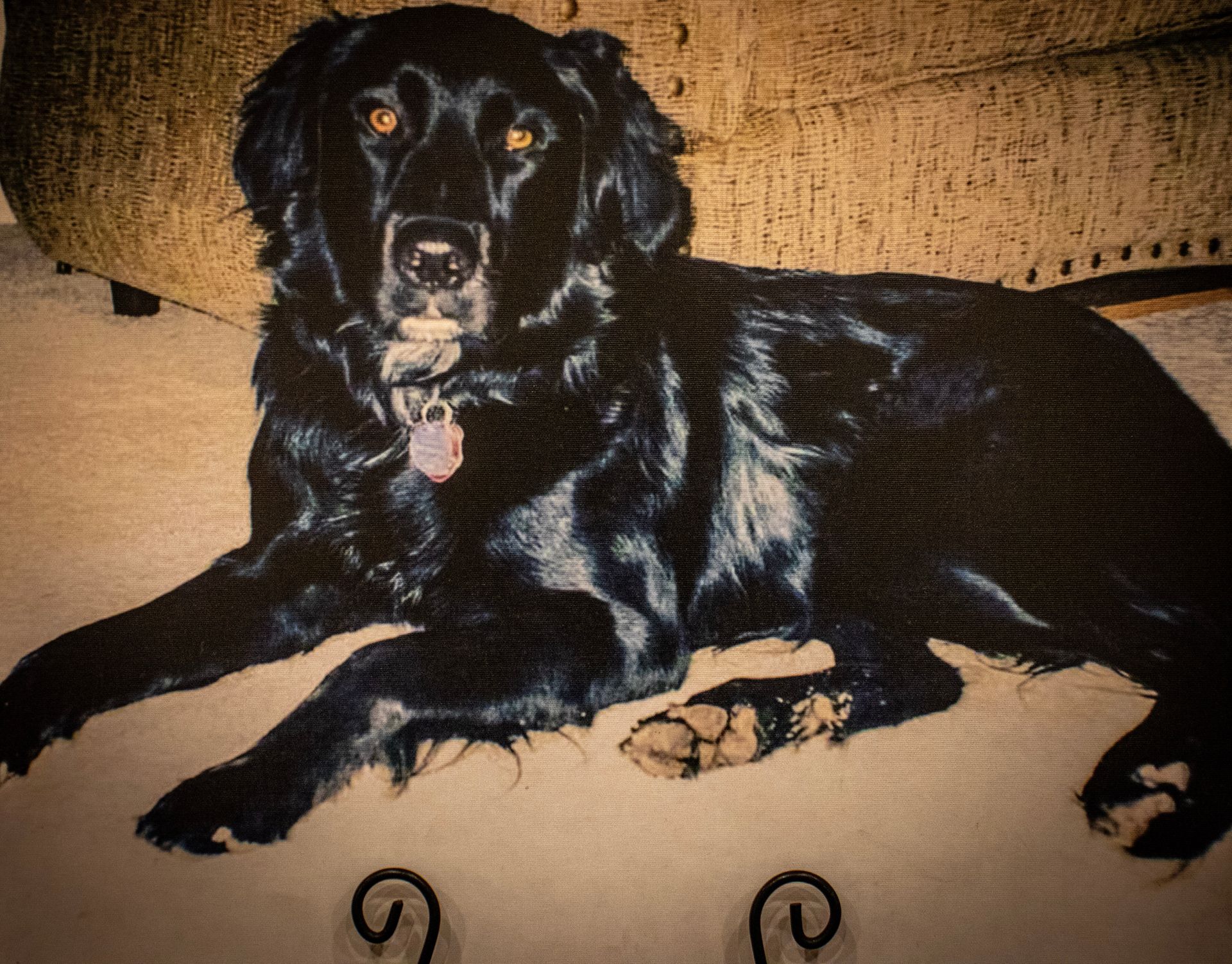 A black dog with amber eyes and a collar tag lies on a light-colored floor in front of furniture.