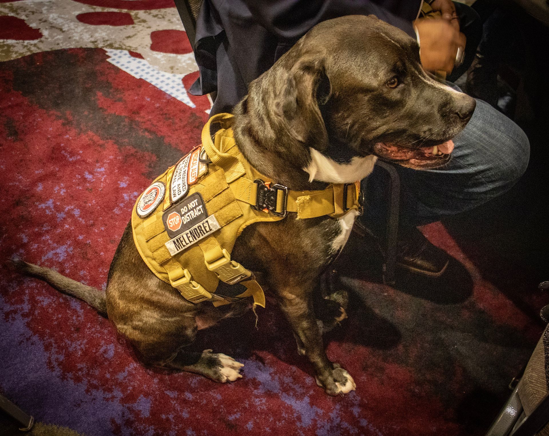 A dark-colored dog sits on a patterned red carpet, wearing a tan tactical harness with several patches.