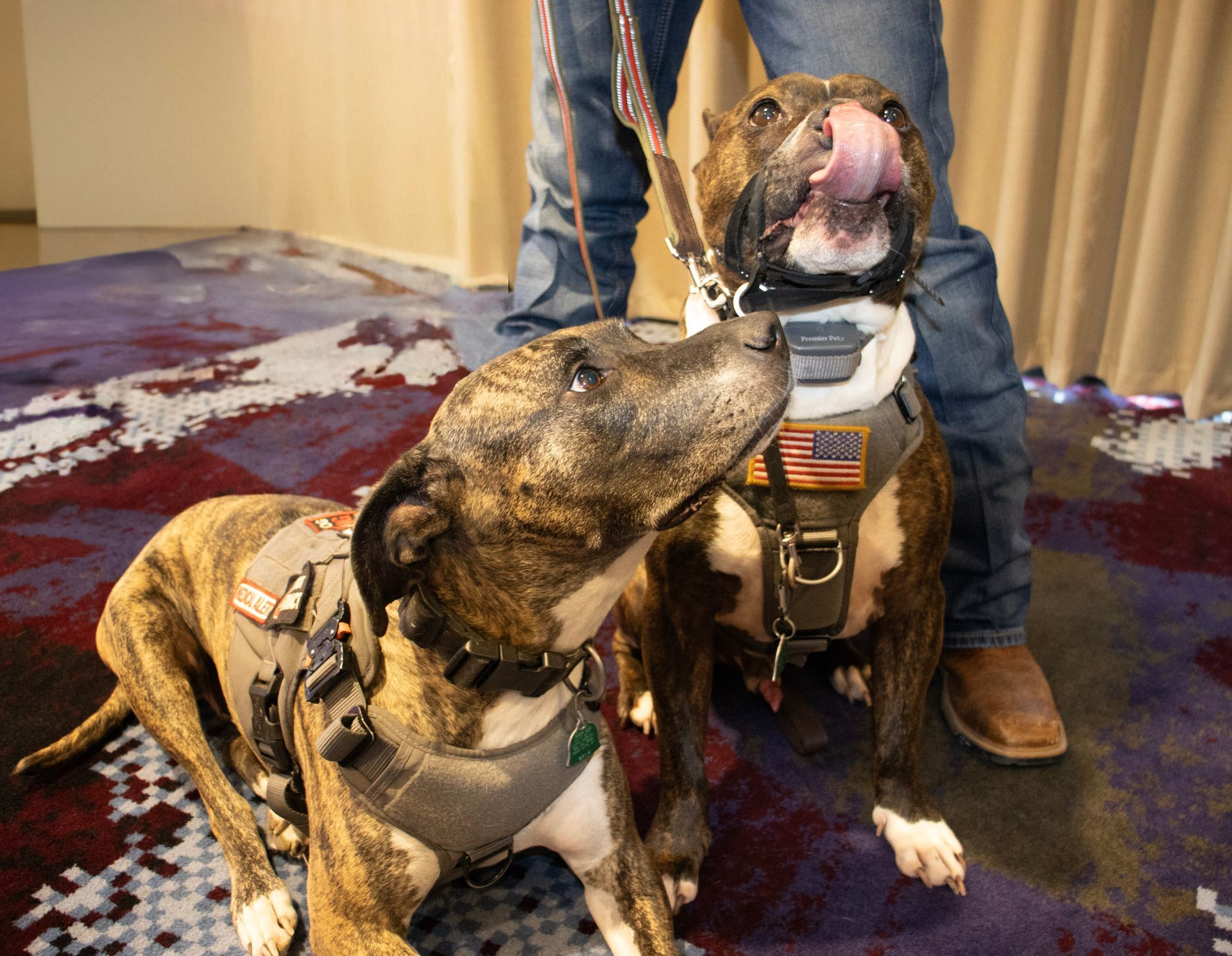 Two brindle and white service dogs wearing tactical harnesses with US flag patches, one licking its nose, stand by a person.