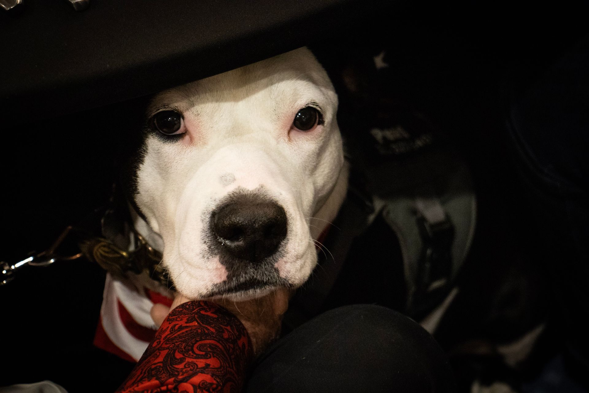 A close-up of a white dog with dark markings, partially in shadows, being petted under the chin by a person.