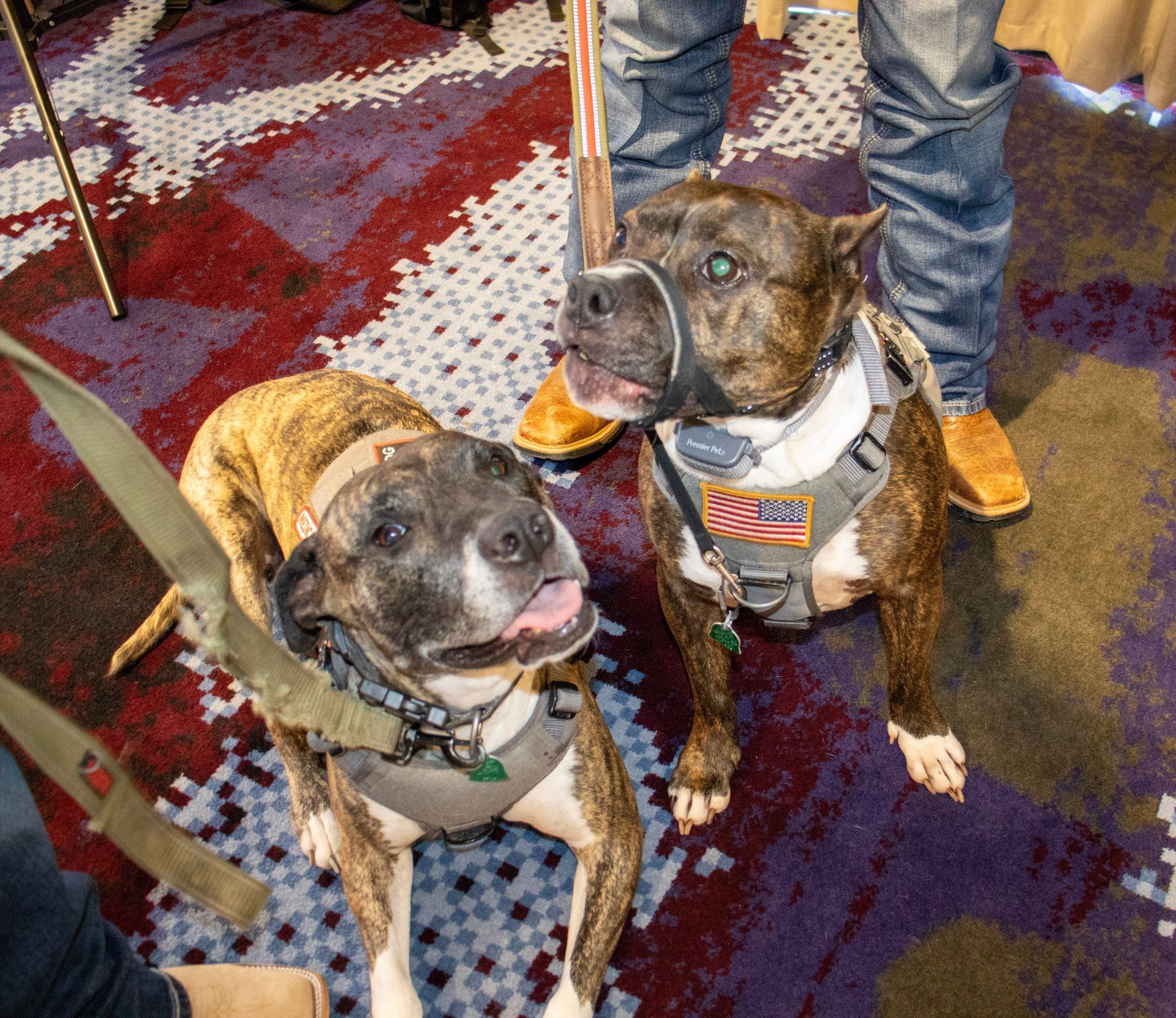 Two brindle pit bull dogs on leashes, one wearing a muzzle and a US flag harness, stand on a patterned carpet.
