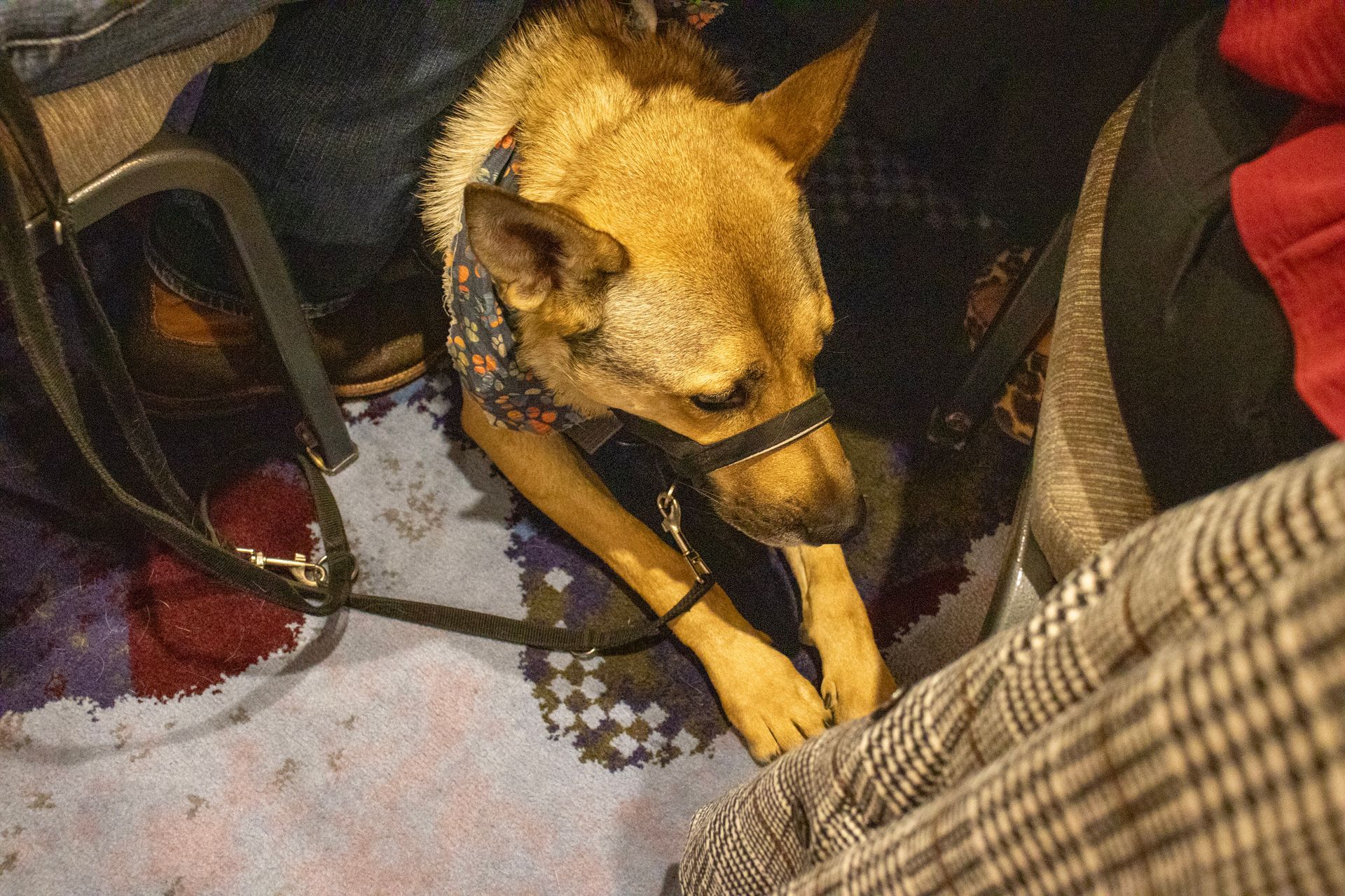 A tan dog wearing a harness and a patterned bandana sits quietly on a patterned carpet between people’s legs.