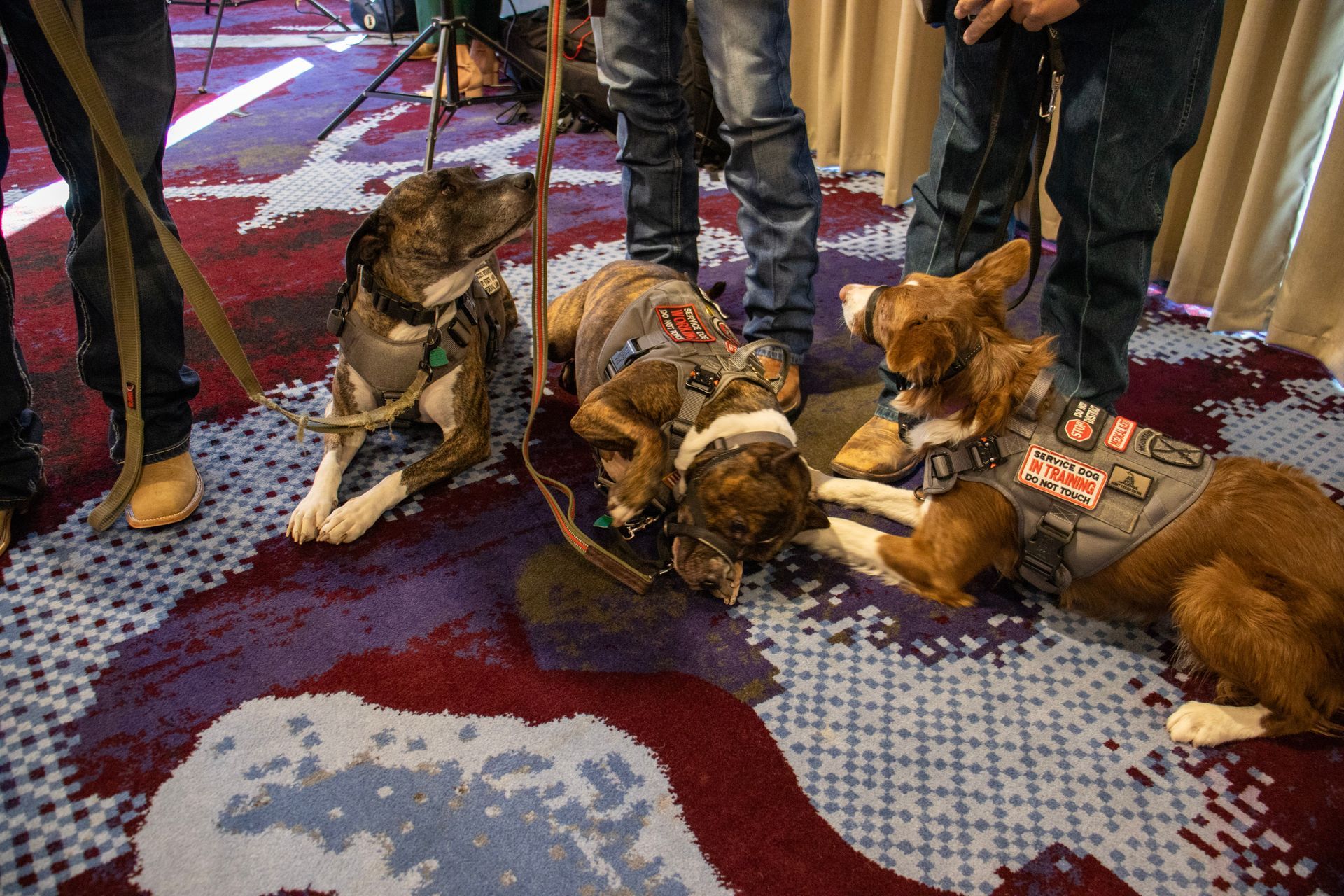 Three dogs wearing service vests sit on a patterned carpet near the legs of their handlers.