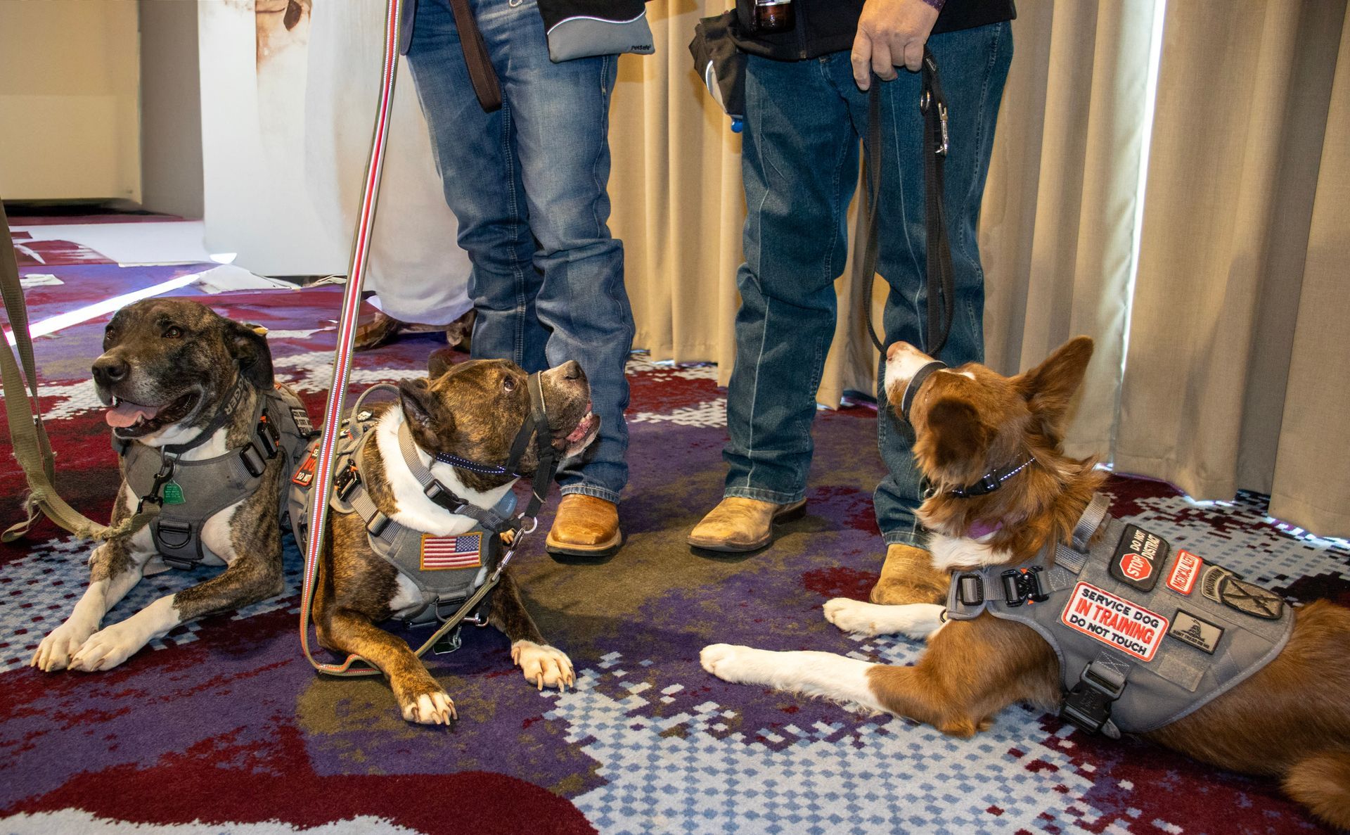 Three service dogs wearing vests lie on a patterned carpet near the legs of two people.
