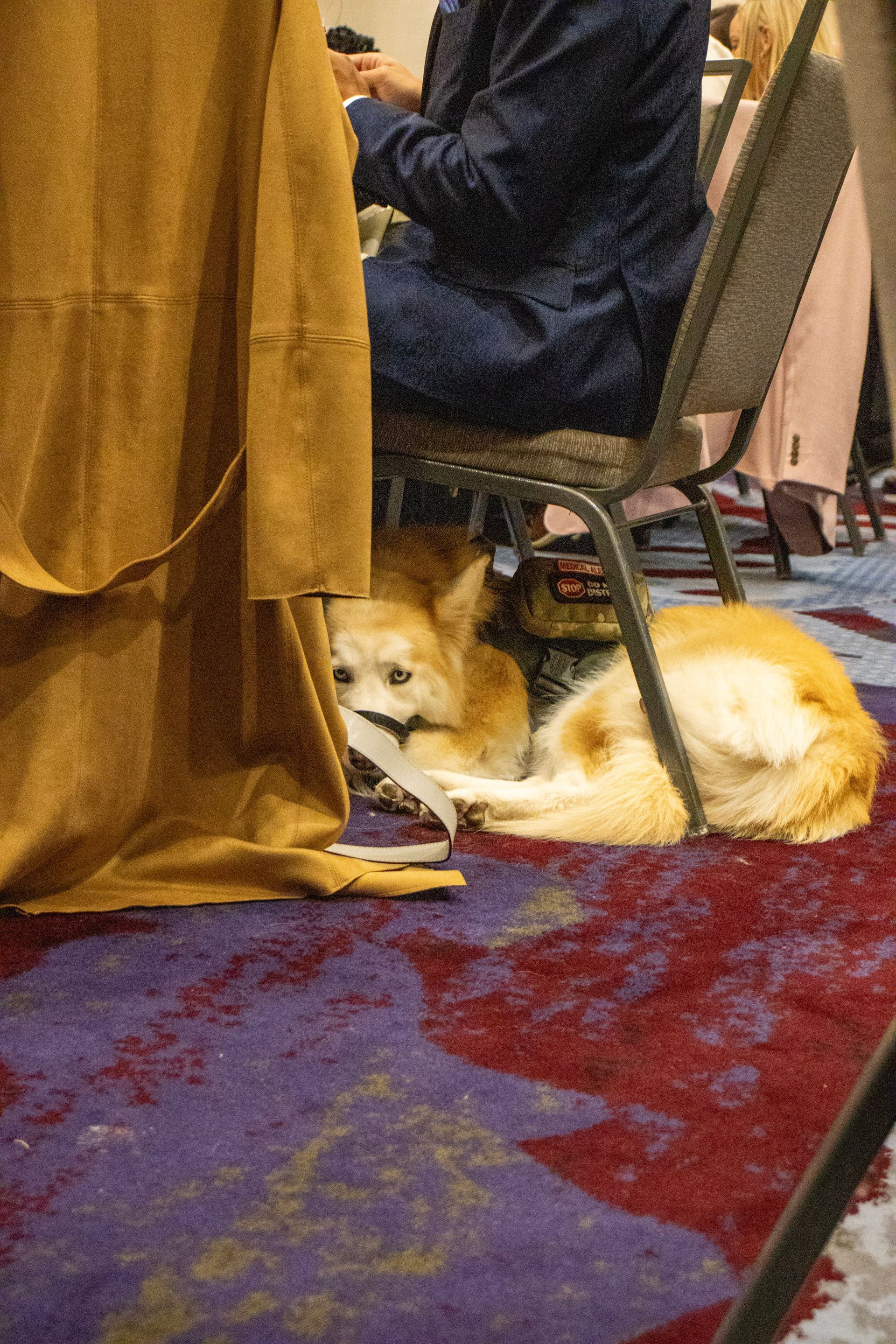 A small, light-colored dog resting on a patterned carpet under a chair, near a person's legs draped in a yellow fabric.