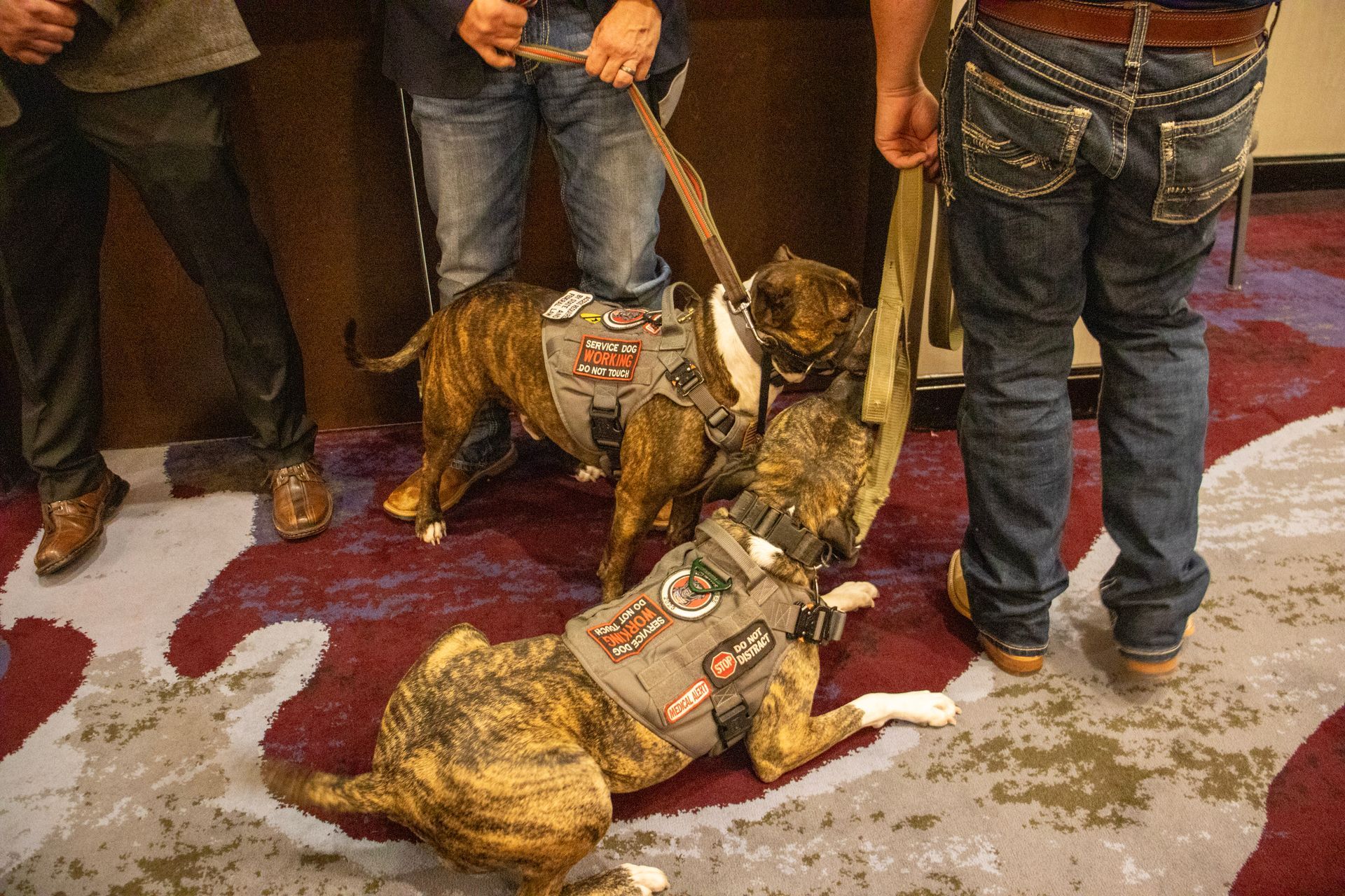 Two brindle dogs in tactical vests are biting a training sleeve held by a person in jeans on a patterned carpet.