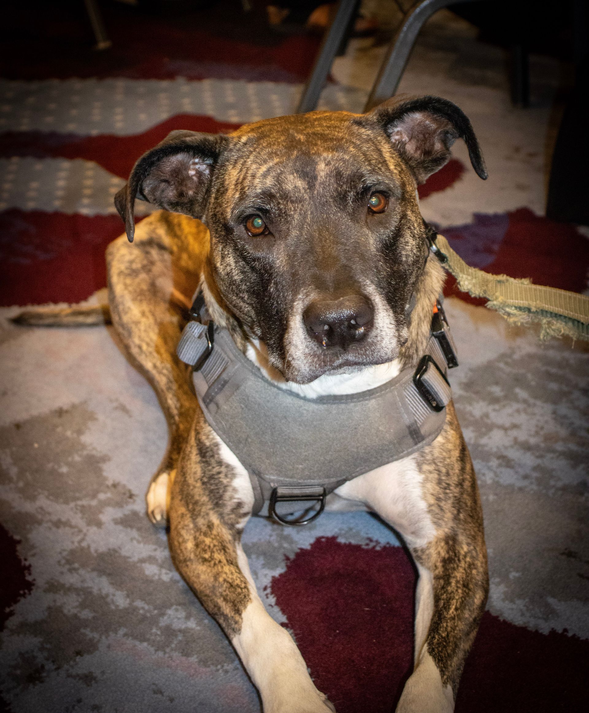 A brindle-patterned dog with a gray harness sits looking forward on a patterned rug.