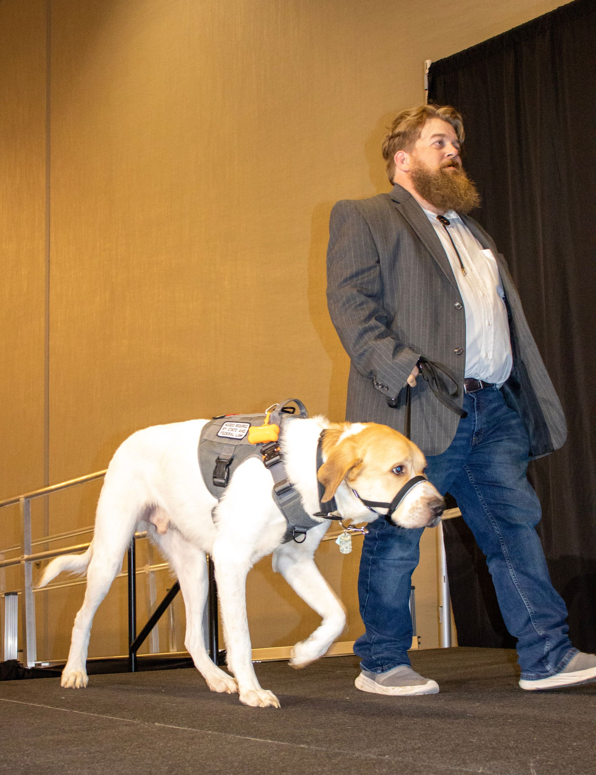 A person walking on a stage with a large white service dog wearing a grey harness and head halter.