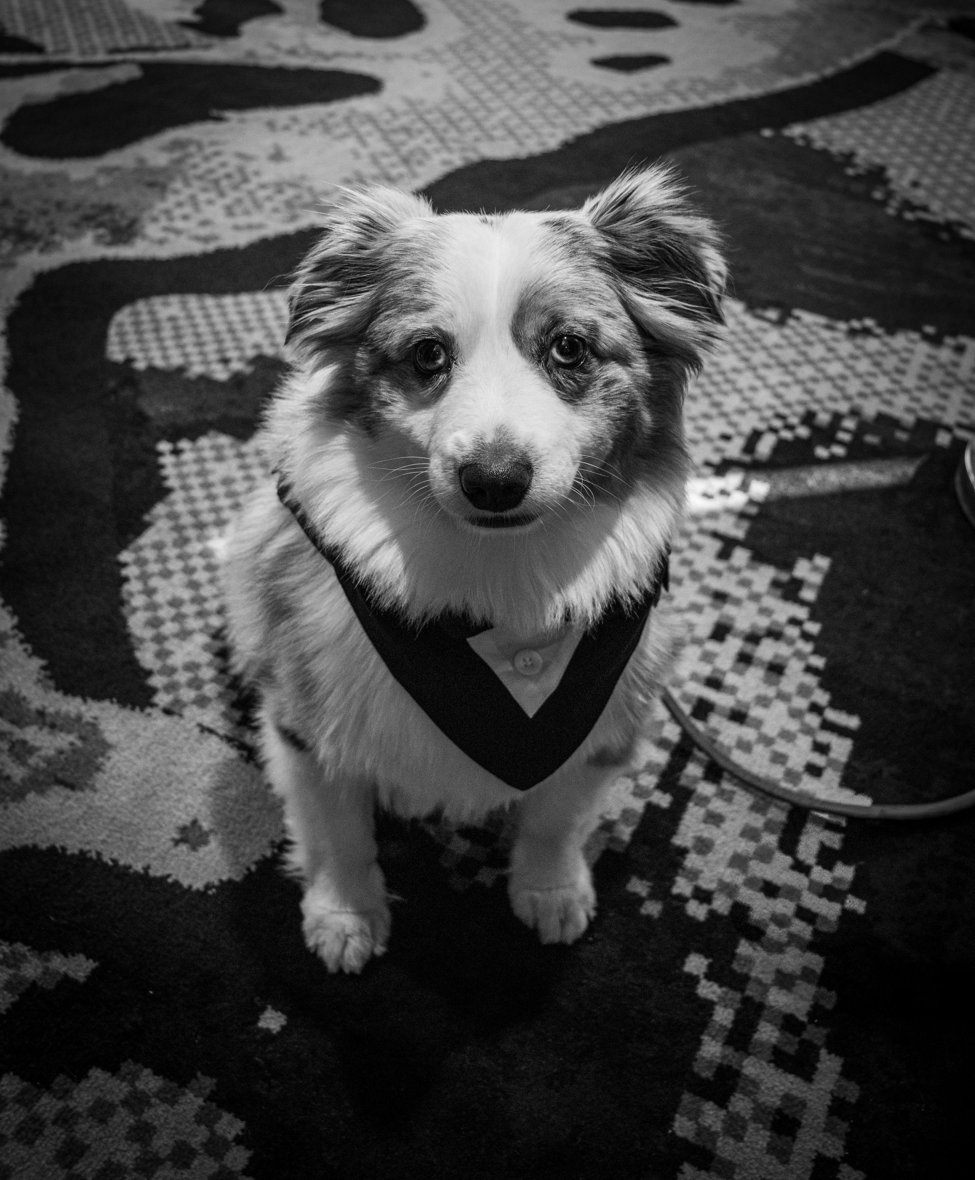 A black-and-white photo of a small dog with a harness sitting and looking directly at the camera on a patterned carpet.