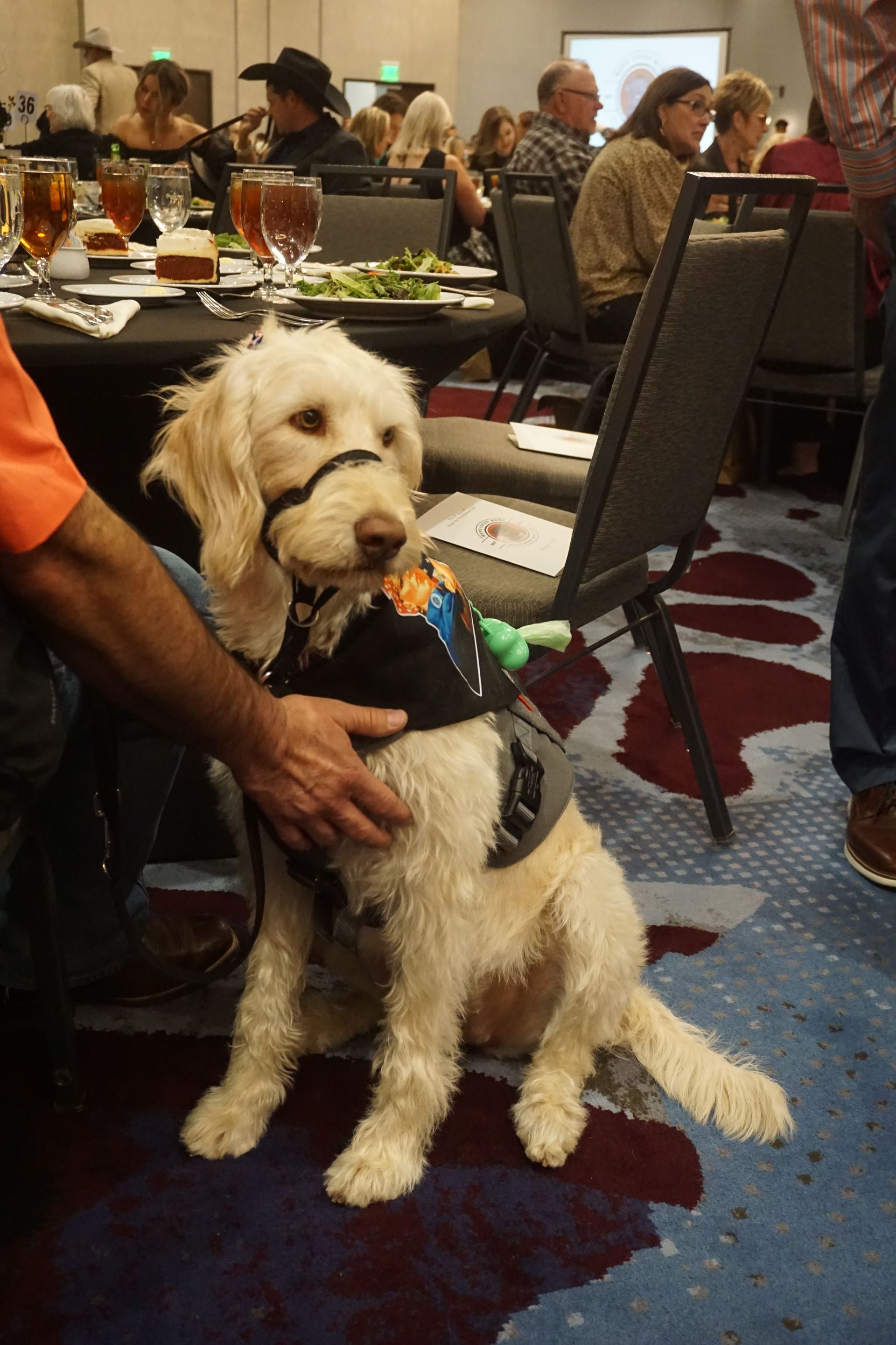 A light-colored dog in a service harness sits calmly next to a person at a banquet table in a conference room.