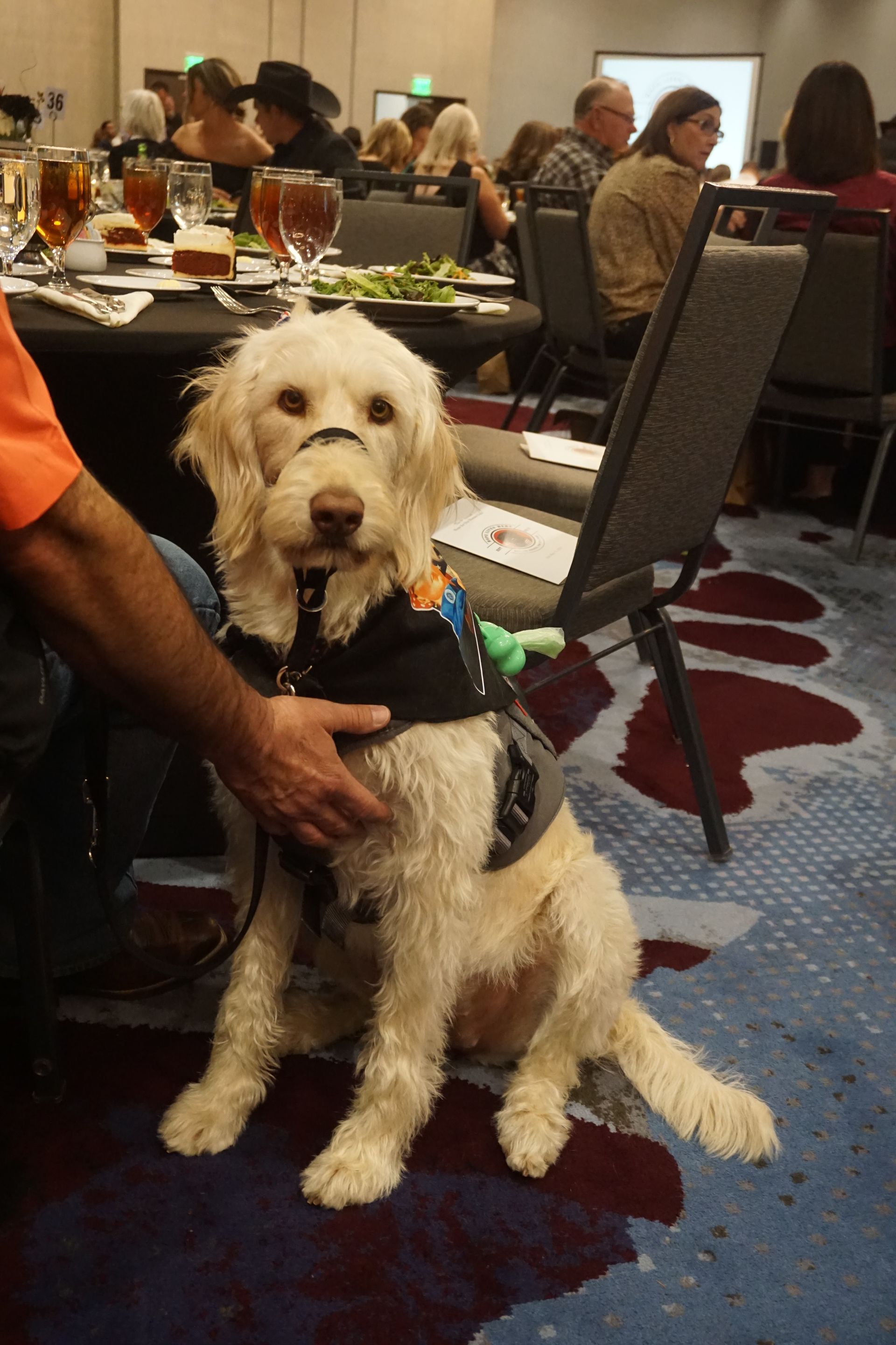 A golden, curly-haired service dog wearing a vest sits on a patterned carpet in a room with dining tables and people.