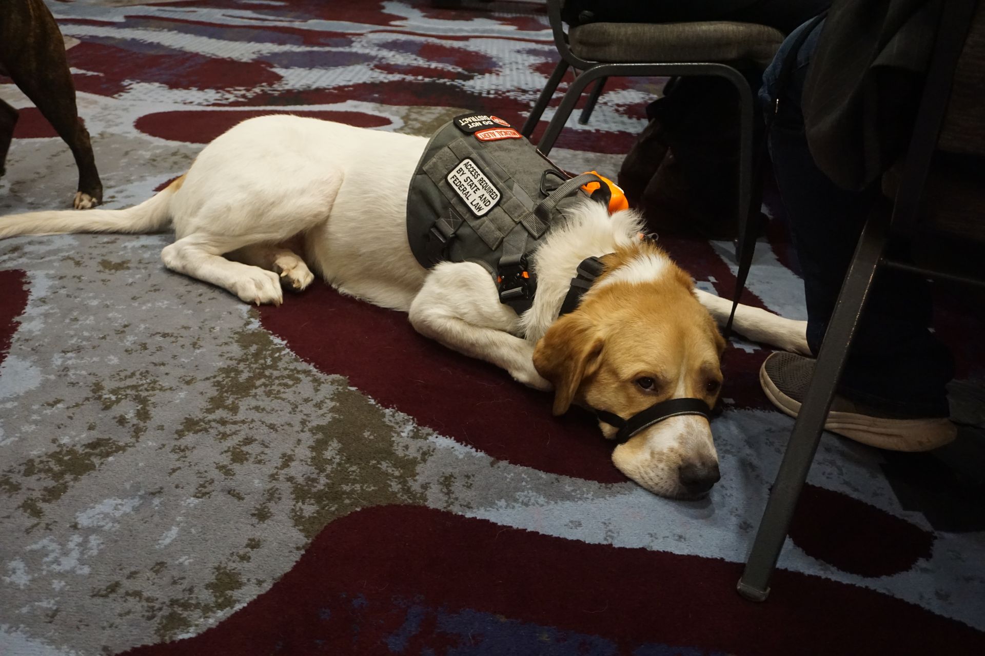 A white and tan service dog wearing a tactical vest and head halter rests on a patterned carpet near a person's feet.