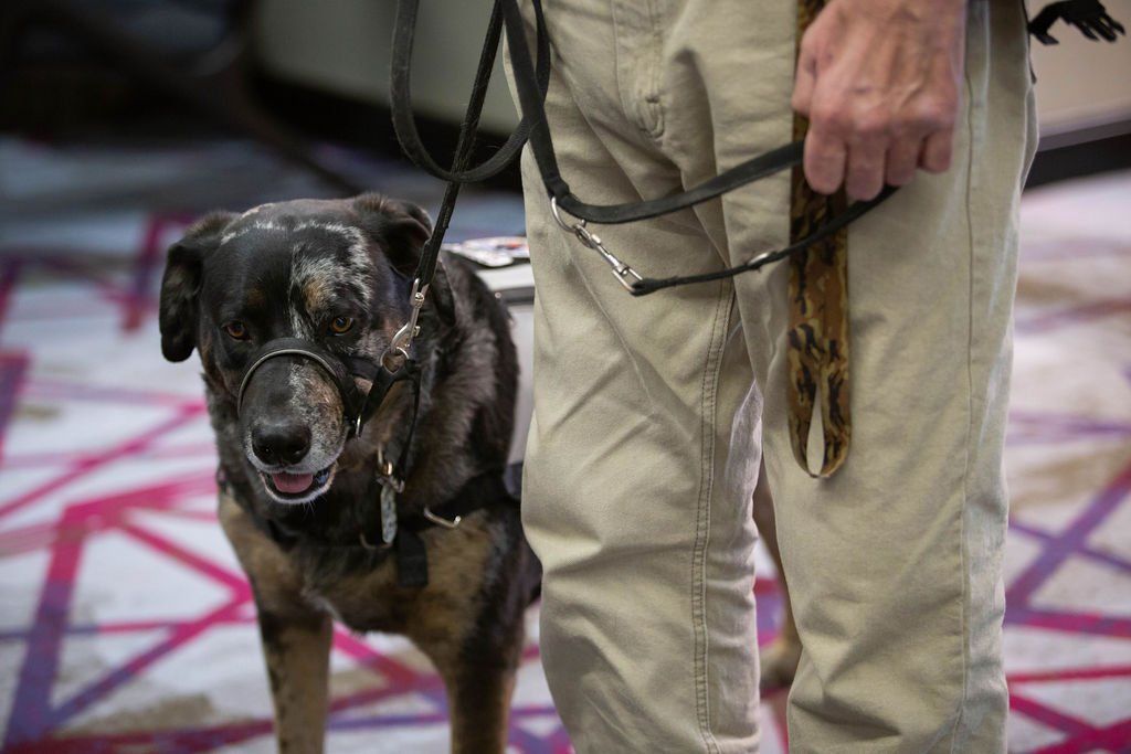A person in tan trousers stands next to a brindled, dark-coated dog wearing a harness and lead on a patterned floor.