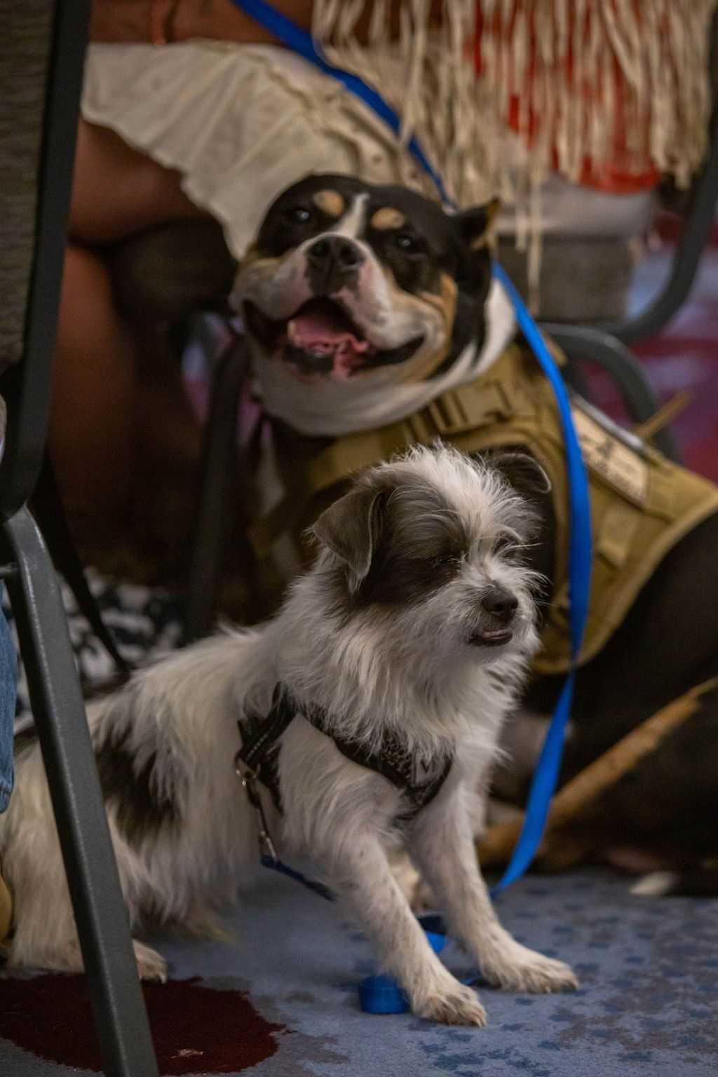 A small scruffy white dog in a harness stands in front of a smiling dog wearing a tan tactical vest and a blue leash.