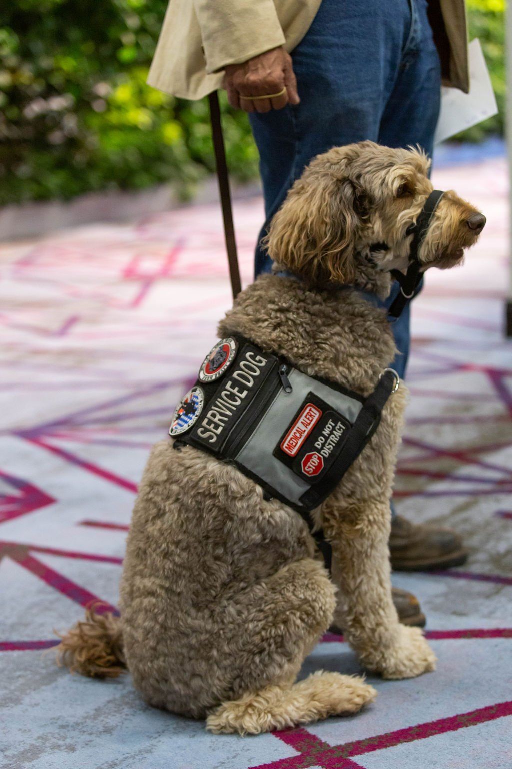 A medium-sized, light-brown curly-haired service dog sitting patiently beside a person, wearing a grey vest with patches.