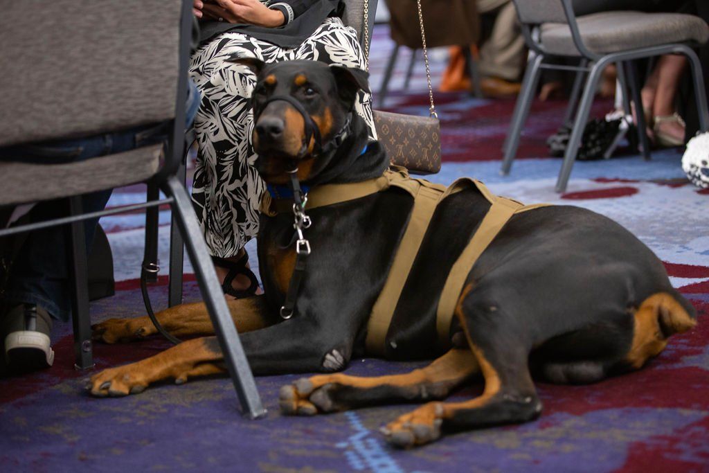 A Doberman Pinscher wearing a tan tactical harness and a black head halter, lying on a patterned carpet under a chair.