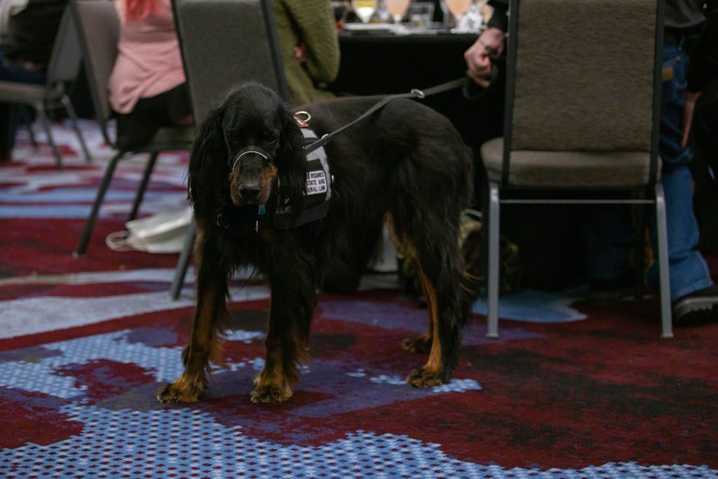 A black and tan dog on a leash stands on a patterned carpet in a room with chairs and people in the background.