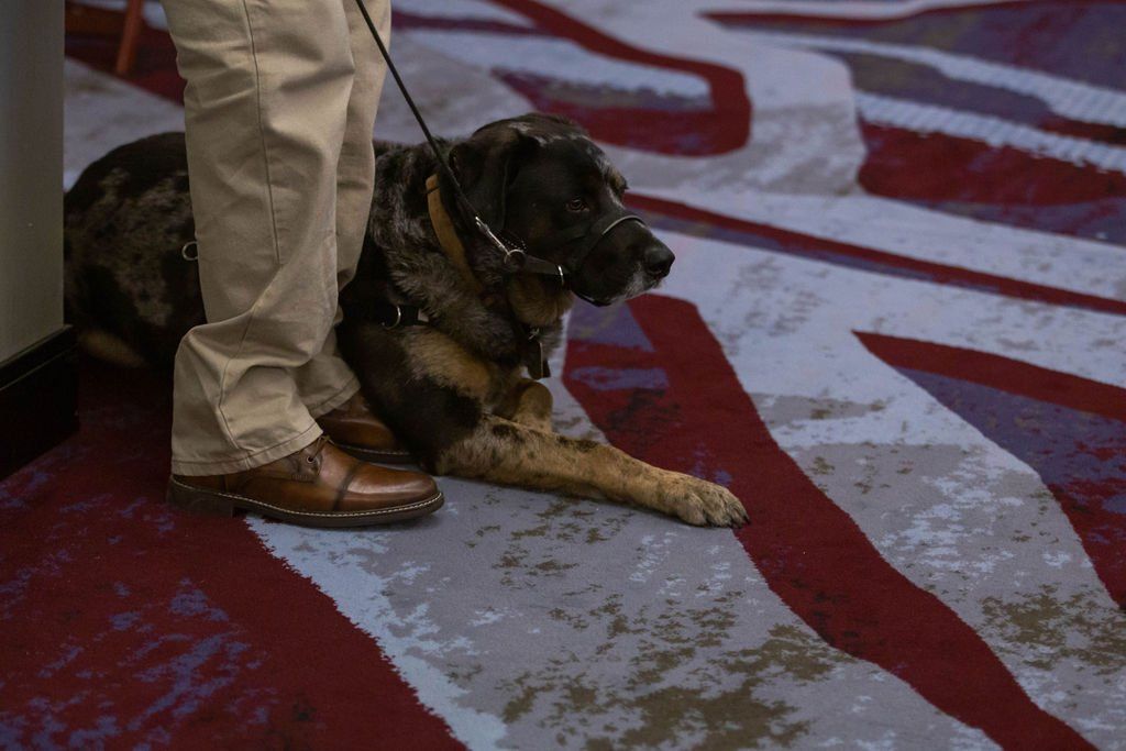 A person stands next to a sitting merle-patterned dog wearing a harness and leash on a red and gray patterned carpet.