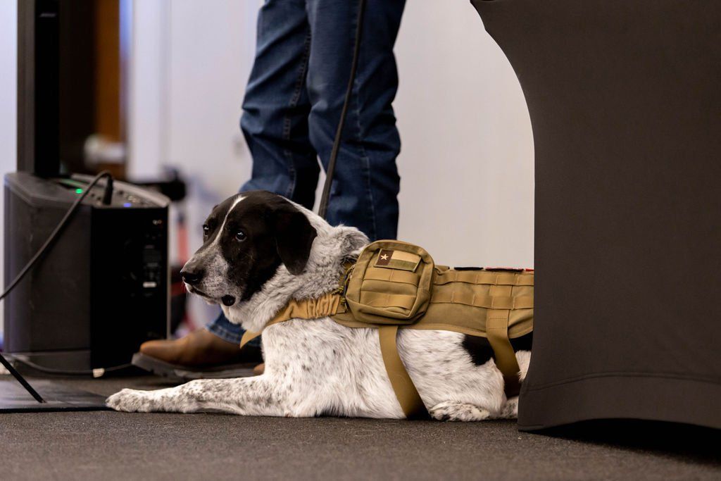 A black and white dog wearing a tan tactical harness lies on the floor near a person’s legs in a professional setting.