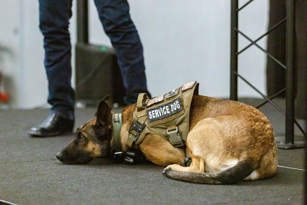 A German Shepherd service dog in a tactical vest lies on a dark floor near a person’s legs.