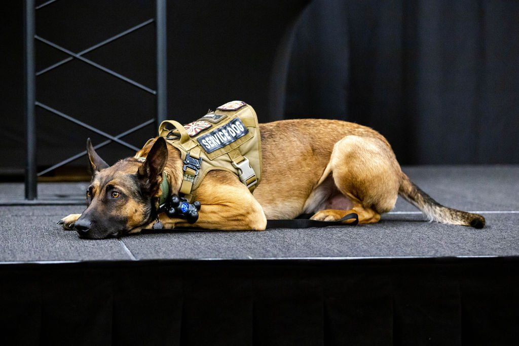 A tan and black K-9 working dog wearing a tactical harness lies down on a dark stage floor.