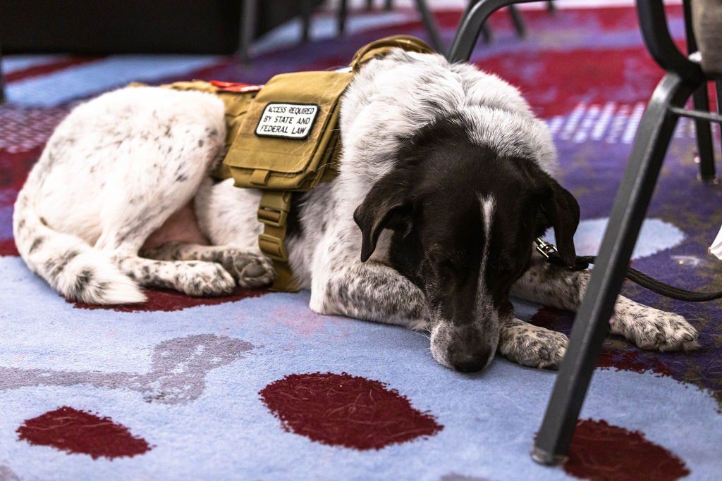 A service dog with a tan vest resting on a patterned carpet under a table.