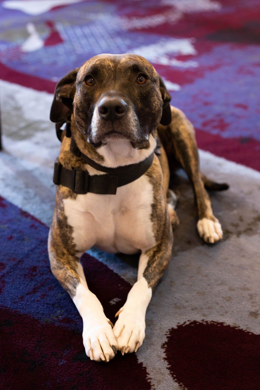 A brindle and white dog with a black collar lying on a multi-colored patterned carpet, looking directly at the camera.